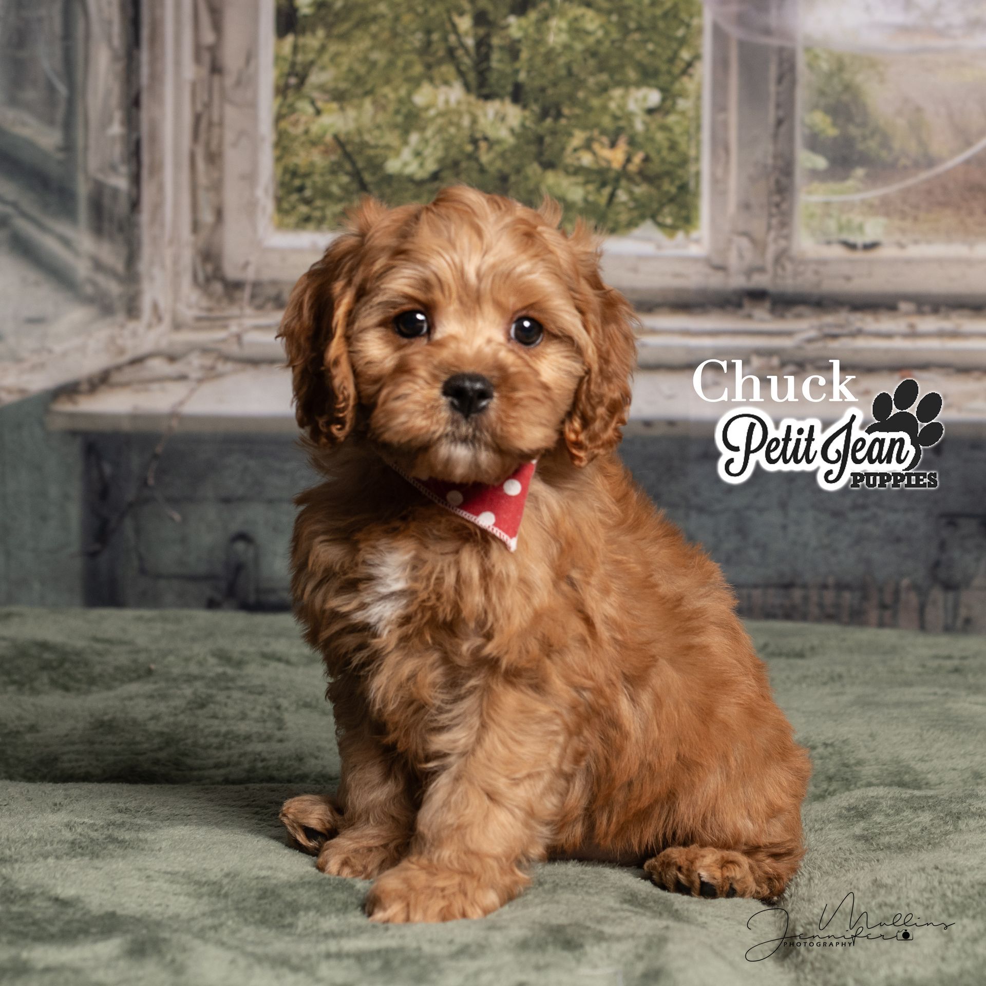 Brown puppy with red bandana sitting on a gray rug in front of a window