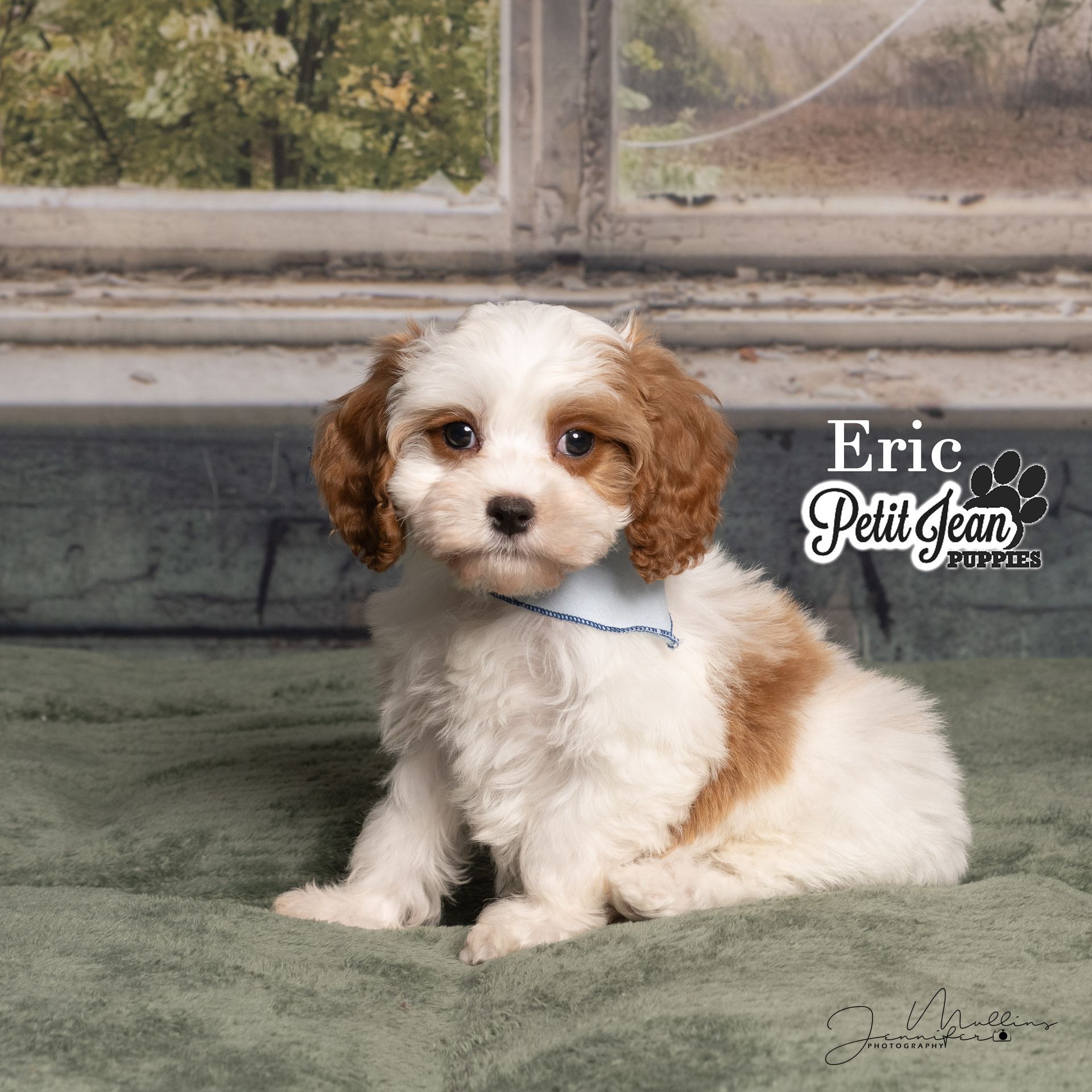 Small white-and-brown puppy sitting on a green rug in front of a window, looking at the camera.