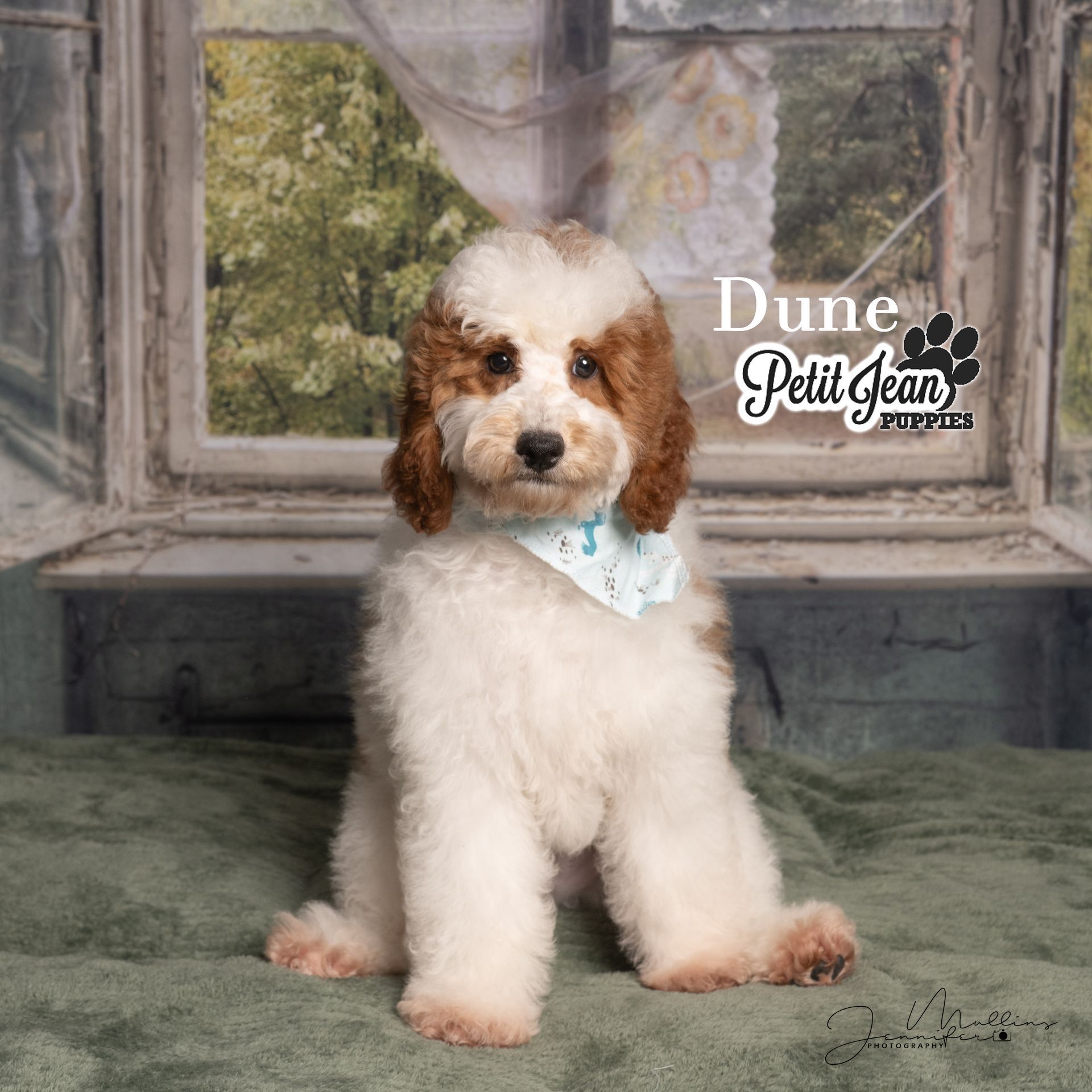 Small fluffy white-and-brown puppy sitting in front of a window with a light blue bandana