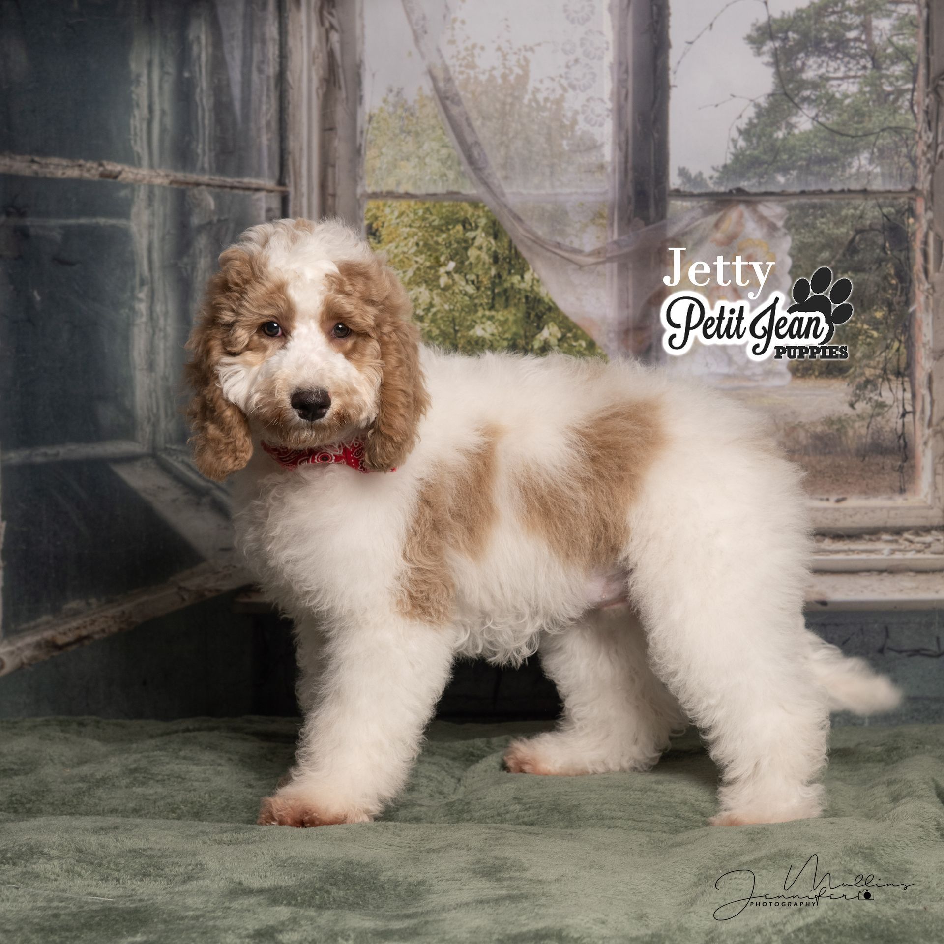 Curly white-and-brown puppy standing indoors on a green rug near a window.