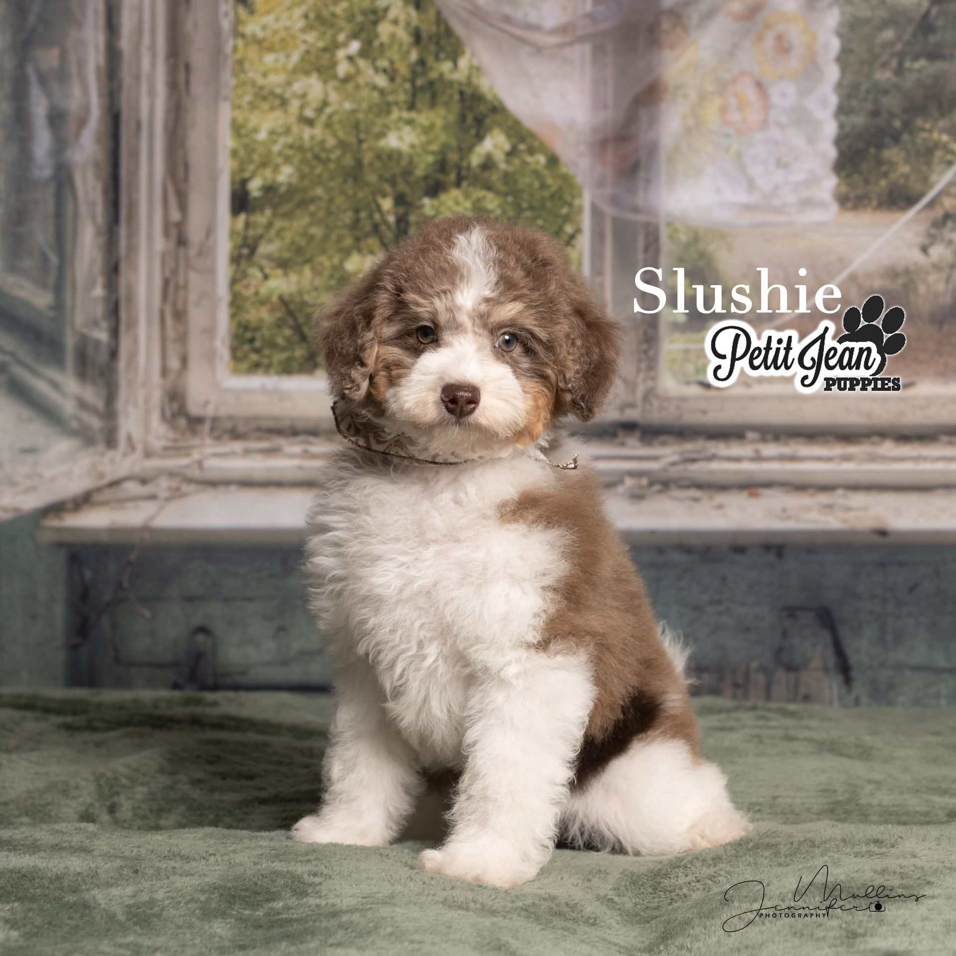 Brown-and-white fluffy puppy sitting on a green rug by a window, with “Slushie” text overlay.