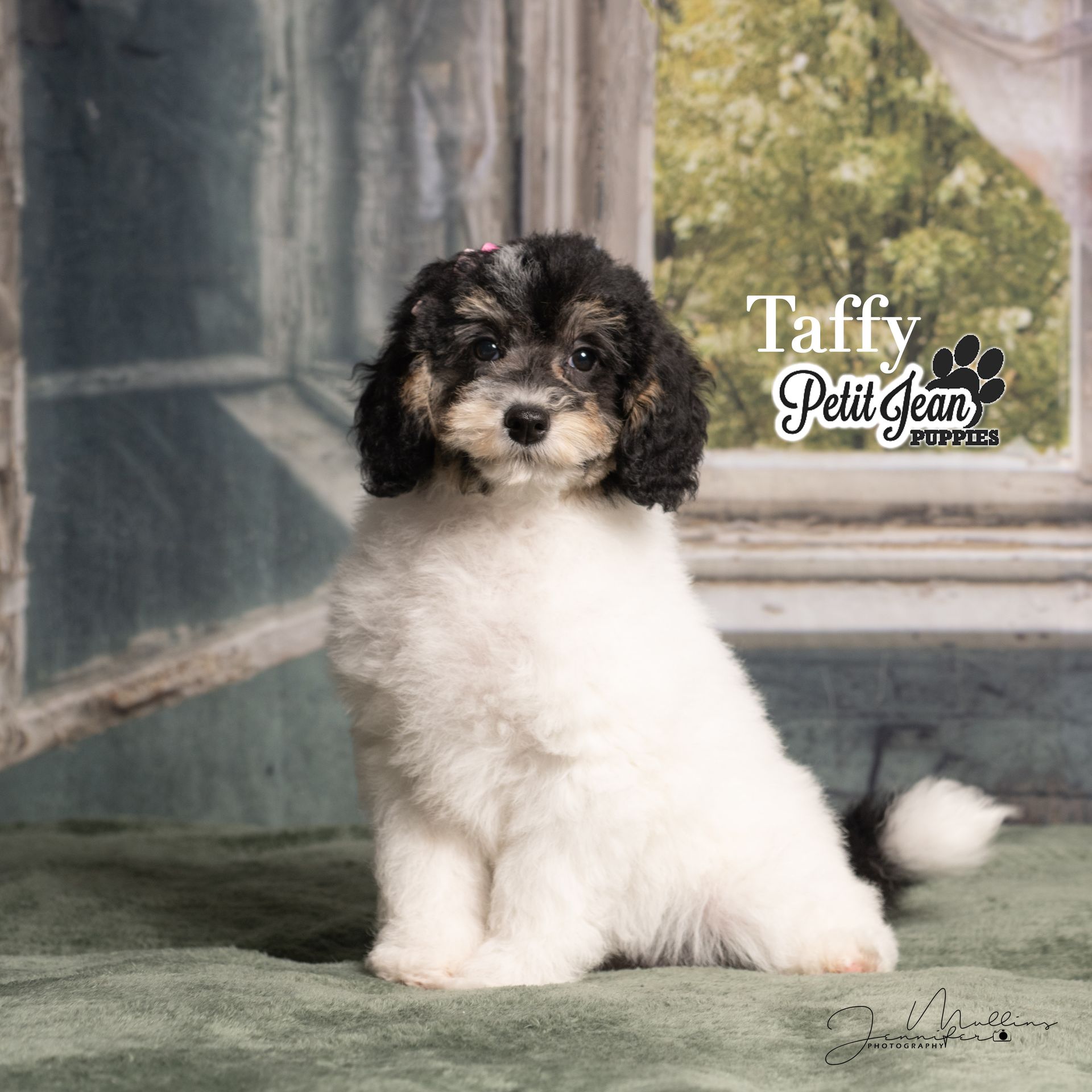 Small black-and-white fluffy puppy sitting on a studio backdrop with a “Taffy” watermark