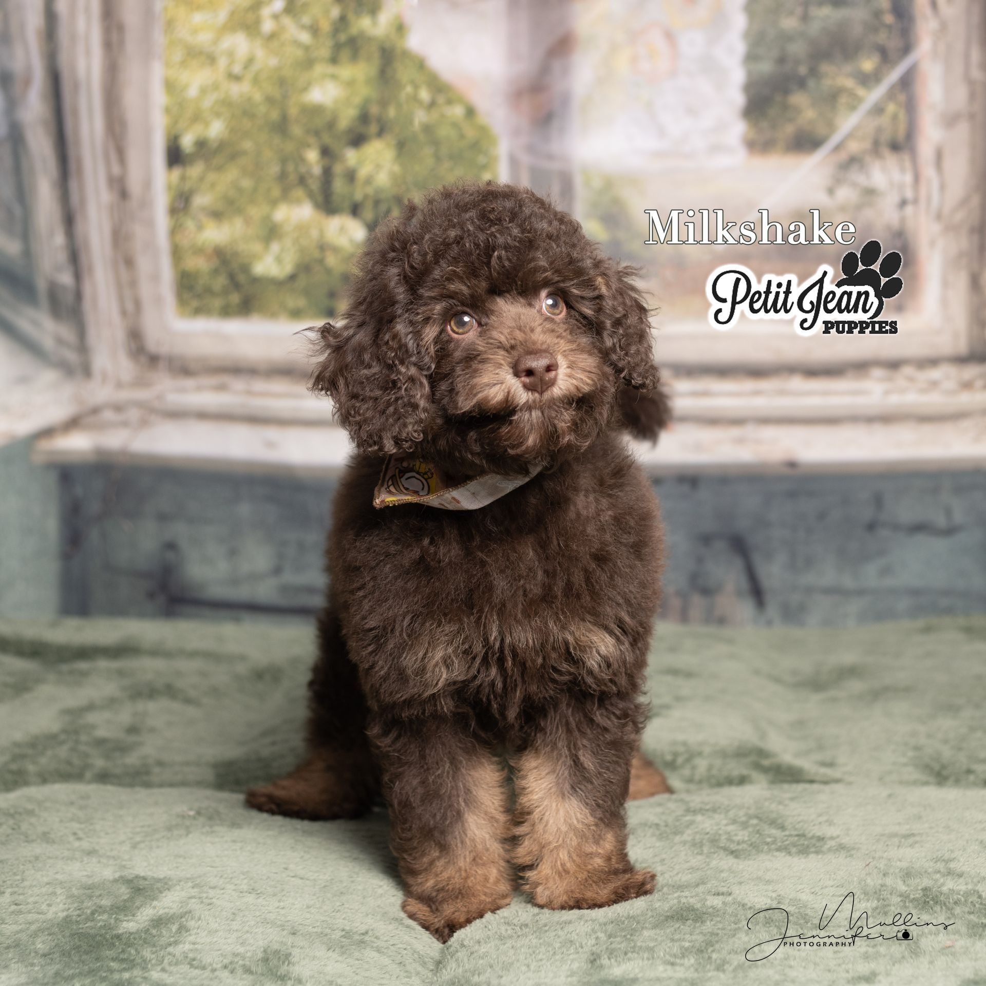 Brown curly puppy sitting indoors against a rustic backdrop with watermark text in the upper right.