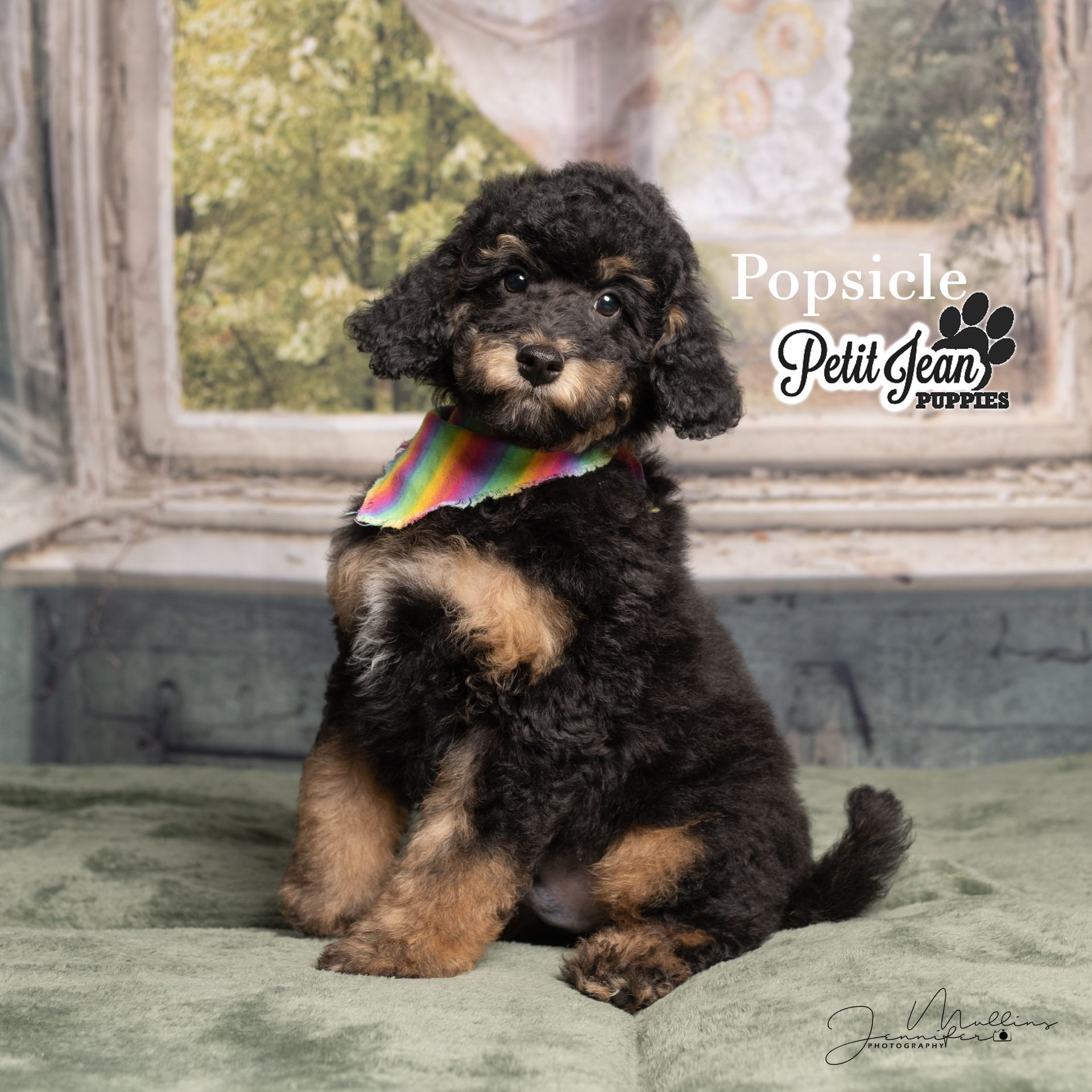 Small black and tan curly-haired puppy wearing a rainbow bandana, sitting on a rustic backdrop.