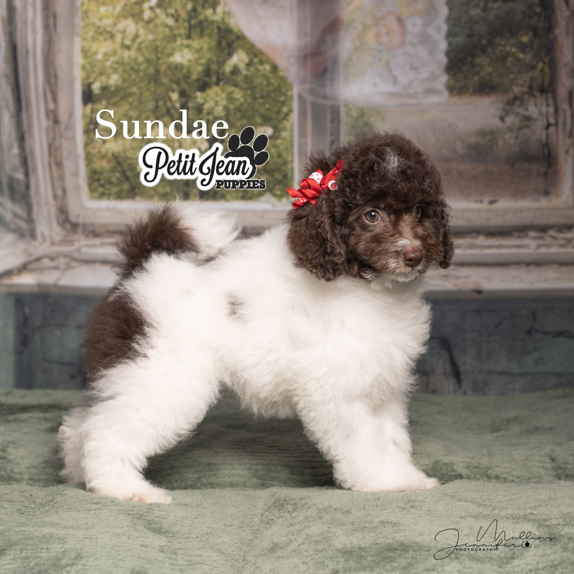 Curly black-and-white puppy with a red bow stands on a green rug by a window, with Sundae Pelli Jean logo.