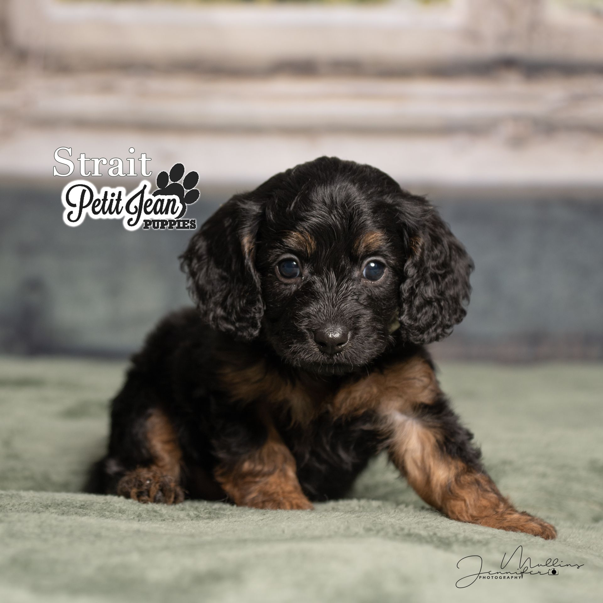 Small black and tan puppy with curly ears lying on a soft gray blanket against a blurred background.