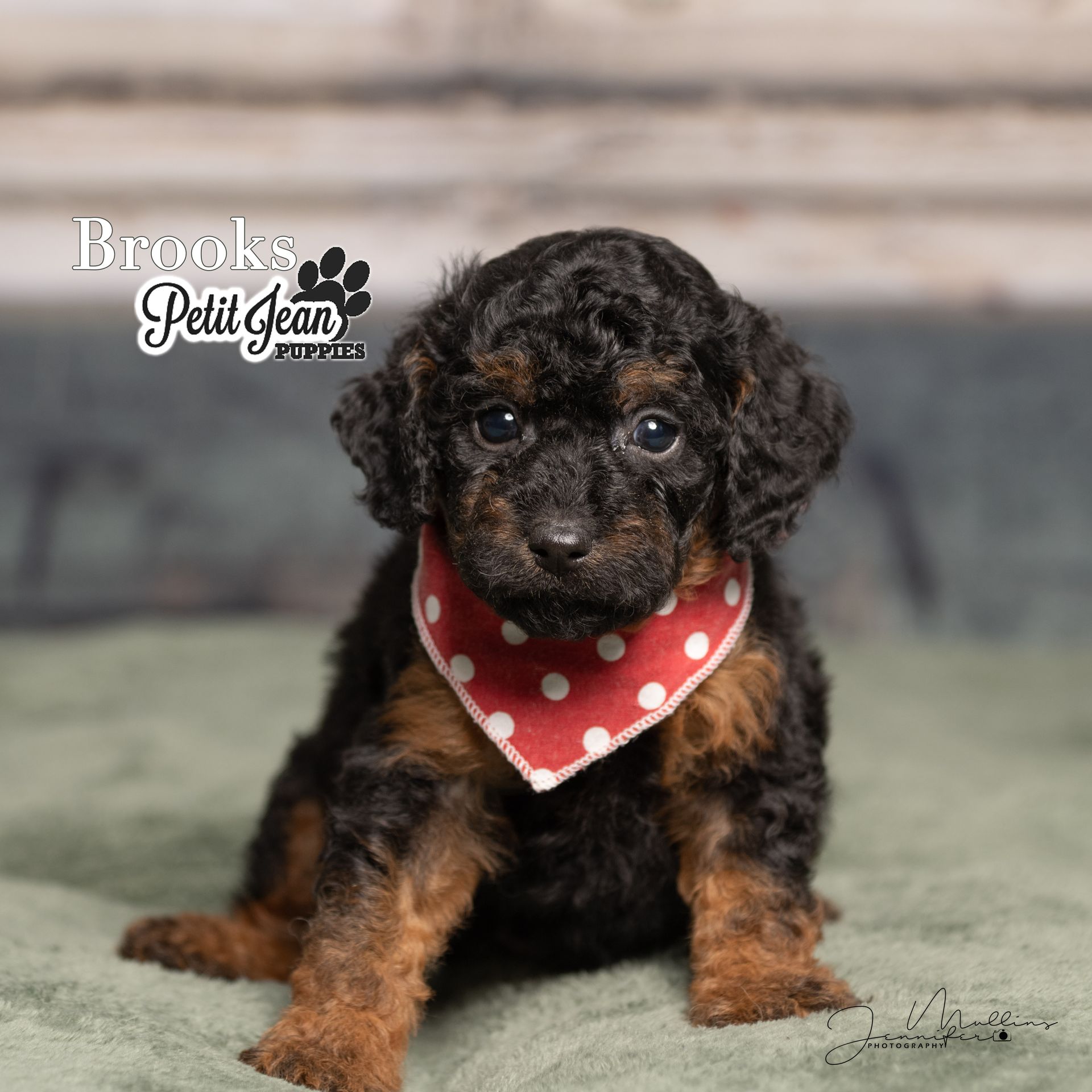Small black-and-tan puppy wearing a red polka-dot bandana, sitting on a gray floor with a blurred backdrop.