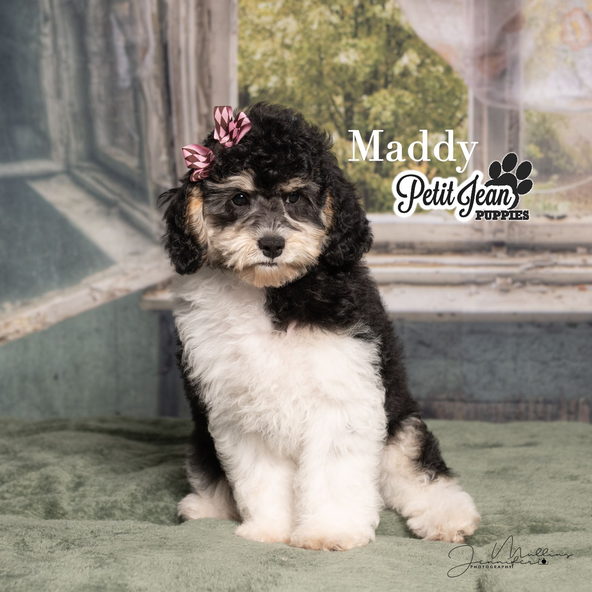 Black-and-white fluffy puppy with pink bows, sitting on a studio backdrop.