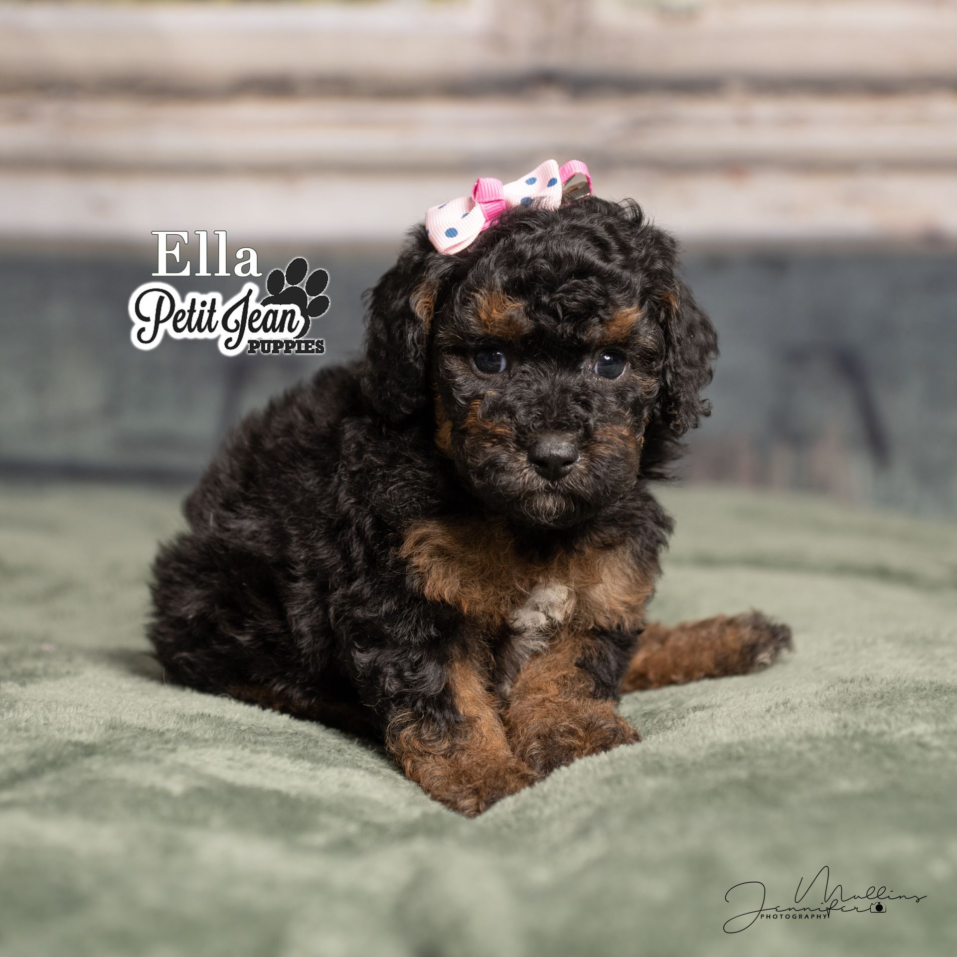 Small black-and-tan puppy with a pink bow sitting on a green blanket against a wooden backdrop.