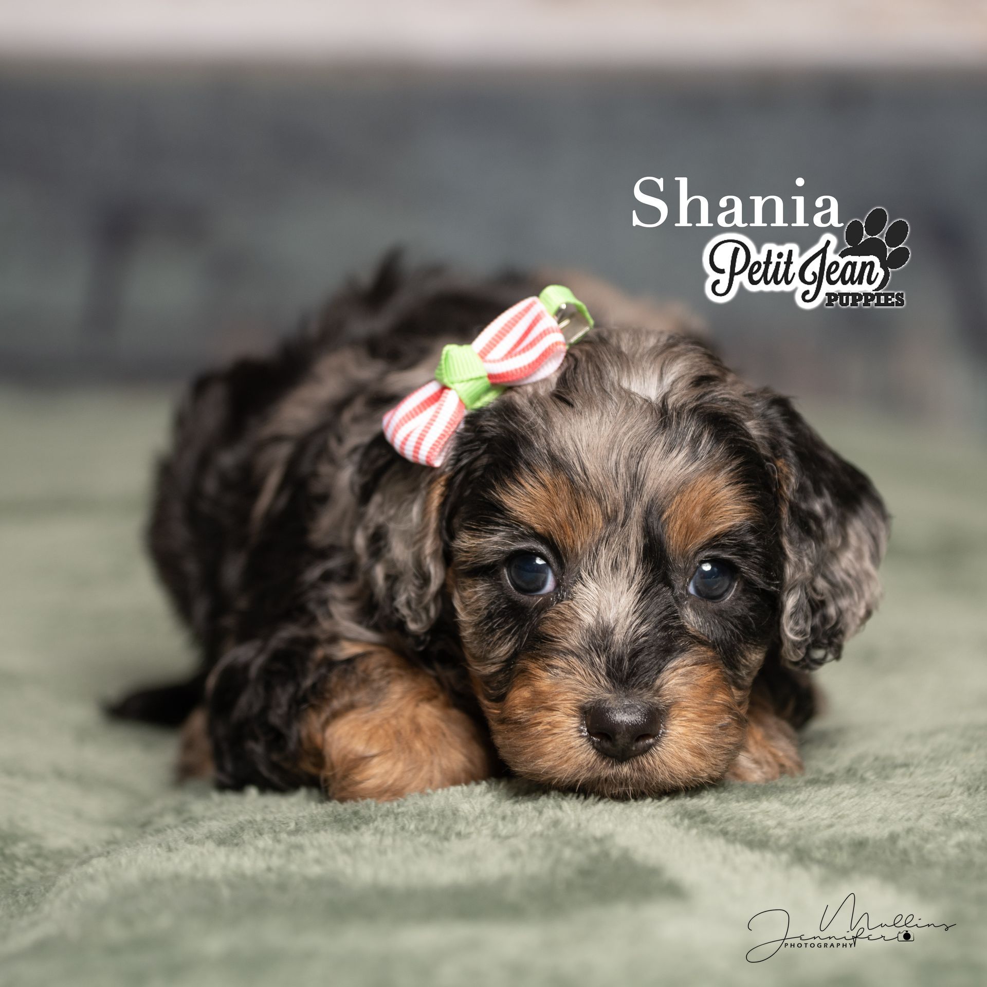Tiny brown-and-black puppy with pink-and-green bow lying on a soft gray blanket