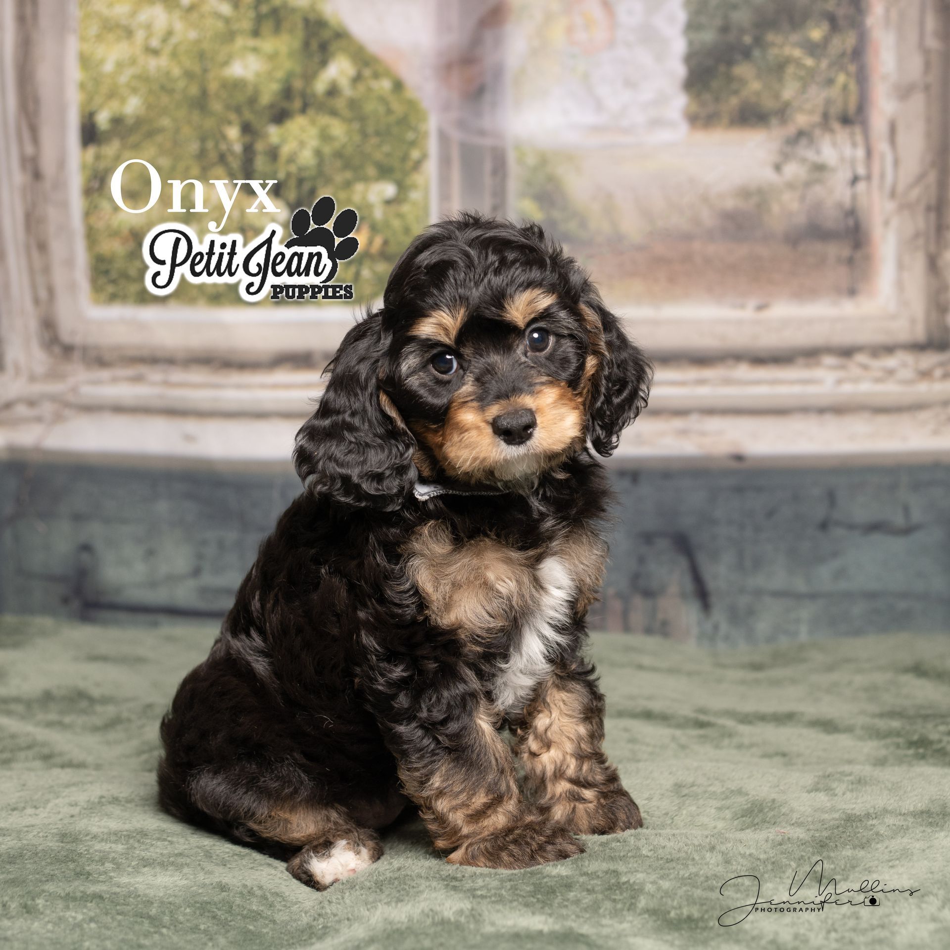 Small black-and-tan puppy sitting on a soft green backdrop with a blurred window behind it.