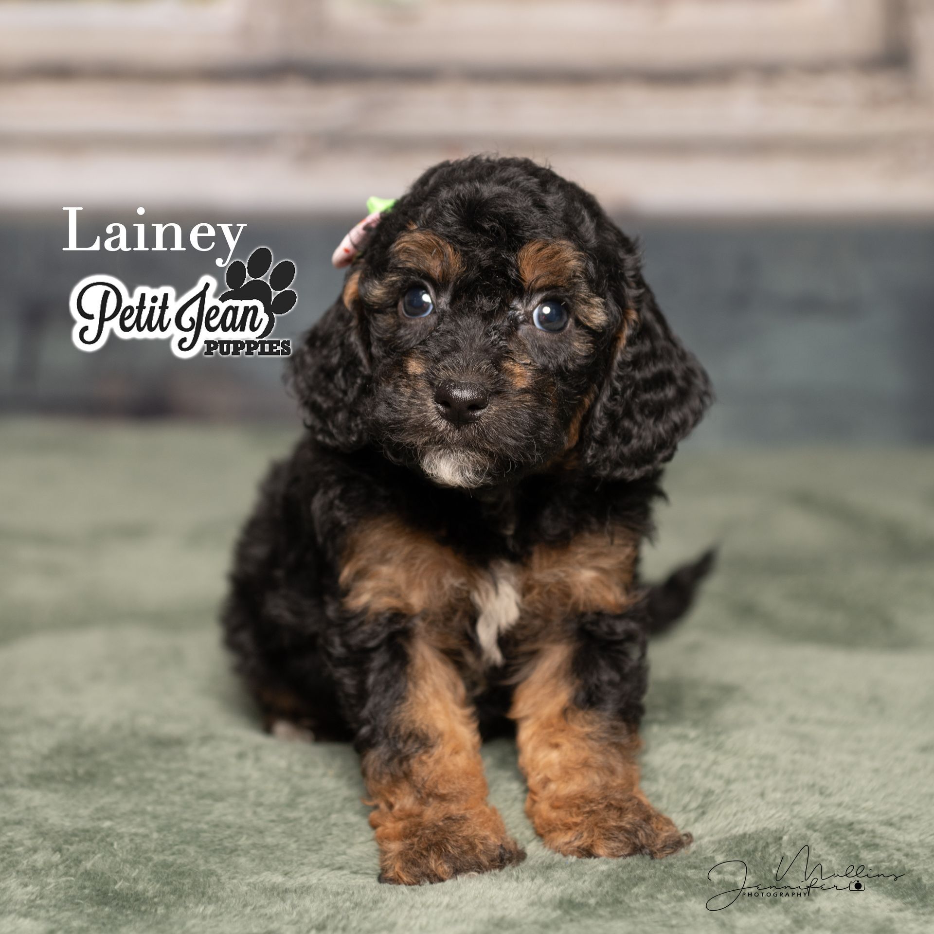 Small black-and-tan curly puppy sitting on a green carpet in front of a blurred wooden background.