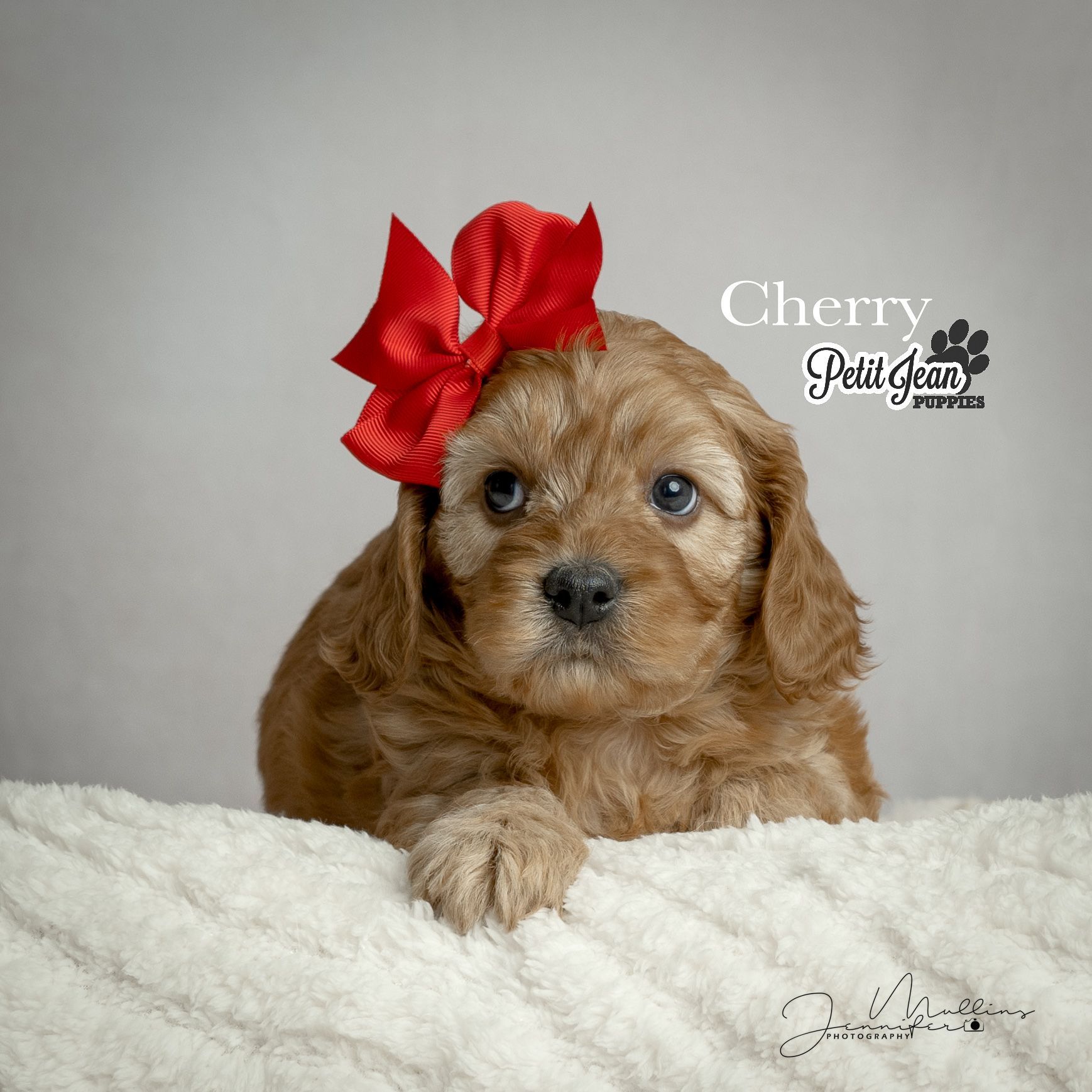 Petit Jean Puppies Goldendoodles, Cavapoos & Cavapoochons