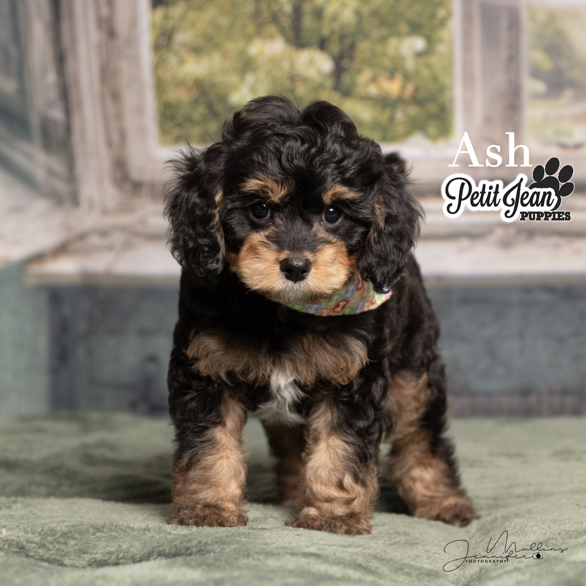 Small black-and-tan puppy standing on a blanket, with a blurred indoor background and “Ash” text overlay