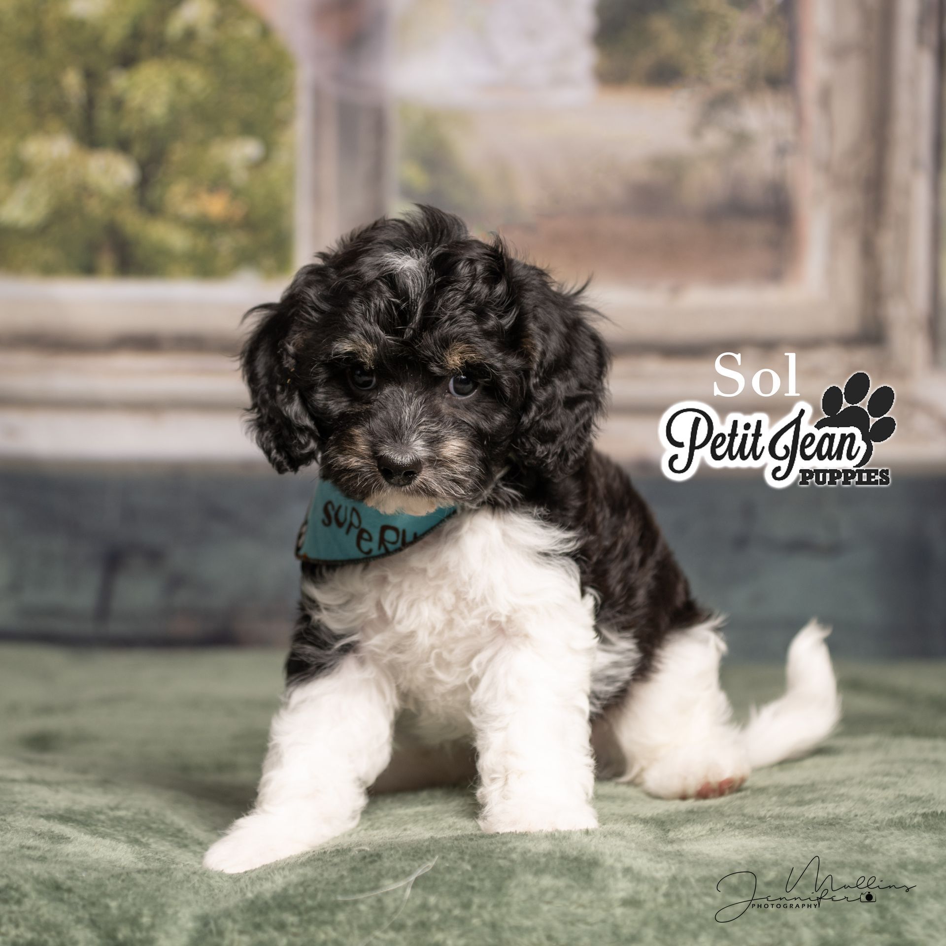 Small black-and-white puppy with curly fur standing on a rustic floor, wearing a teal bandana.