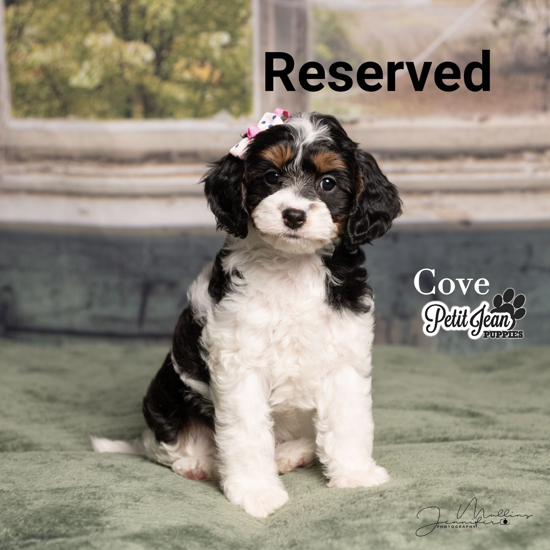 Reserved black-and-white puppy sitting on a green rug with a pink bow