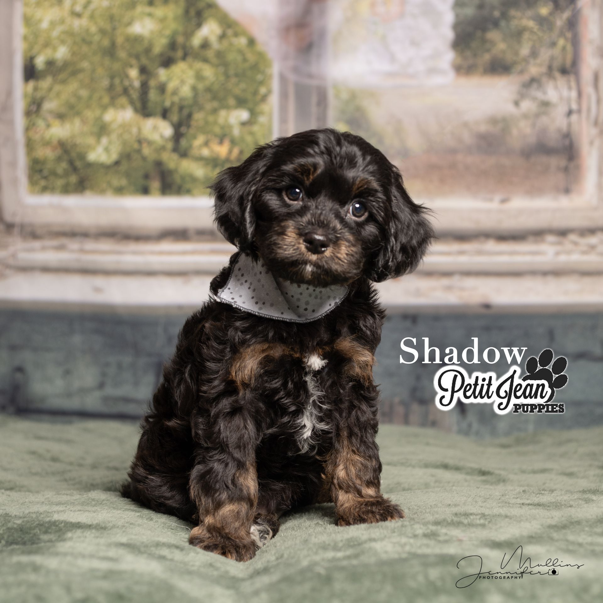 Small black-and-brown puppy sitting on a green rug before a window, looking at the camera.