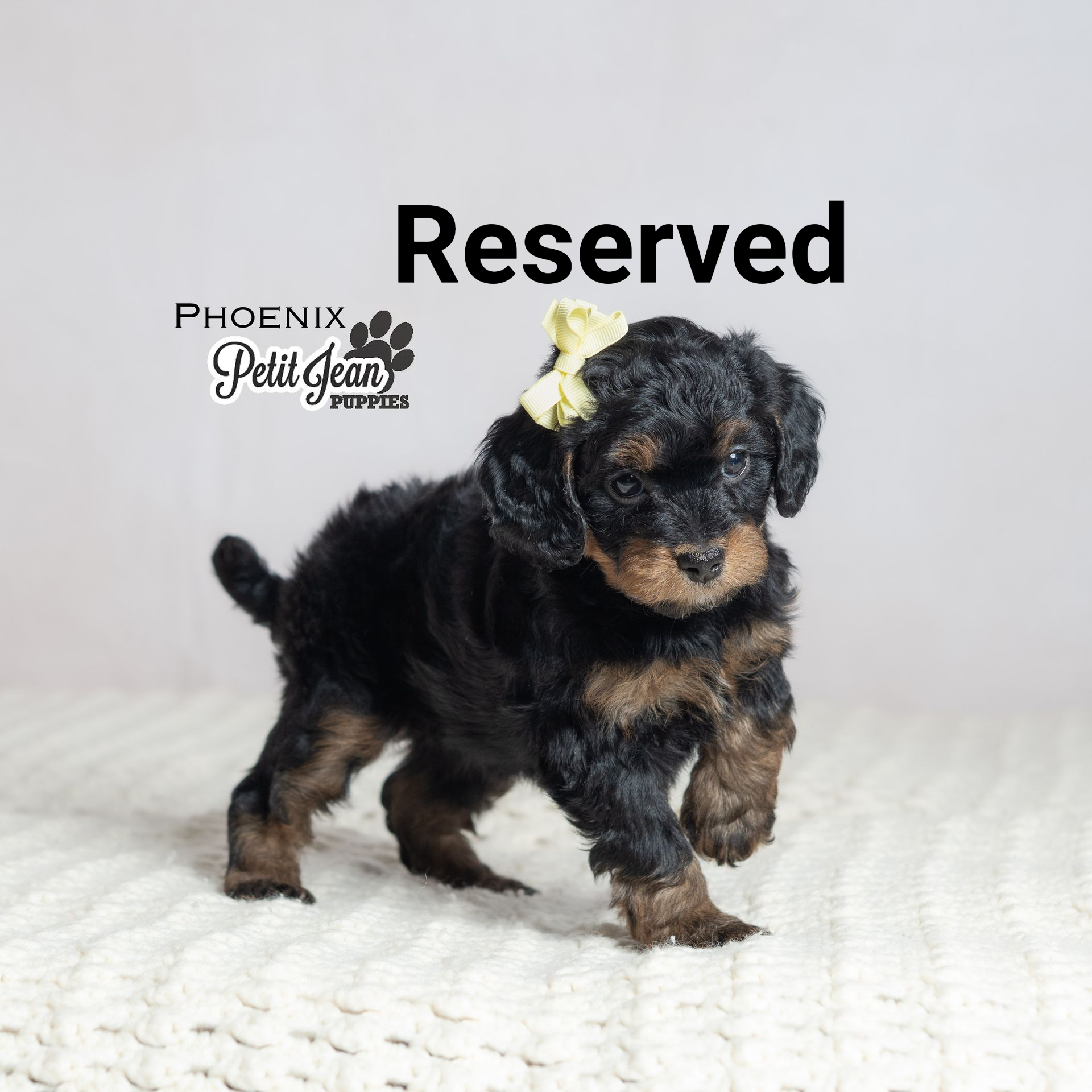 Black and tan puppy with a flower in its hair, standing on a white blanket.