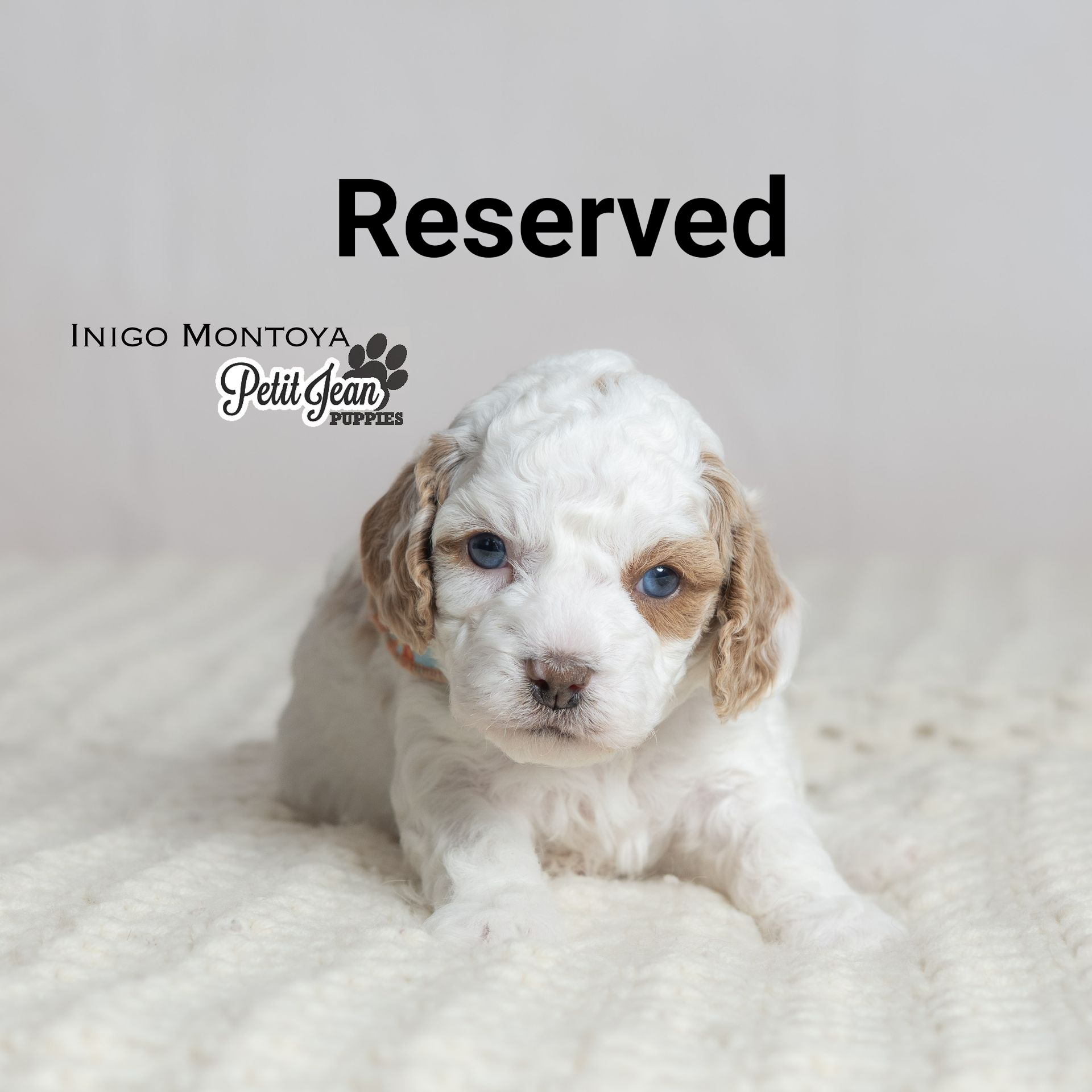 White and tan puppy with blue eyes, lying on a white blanket.