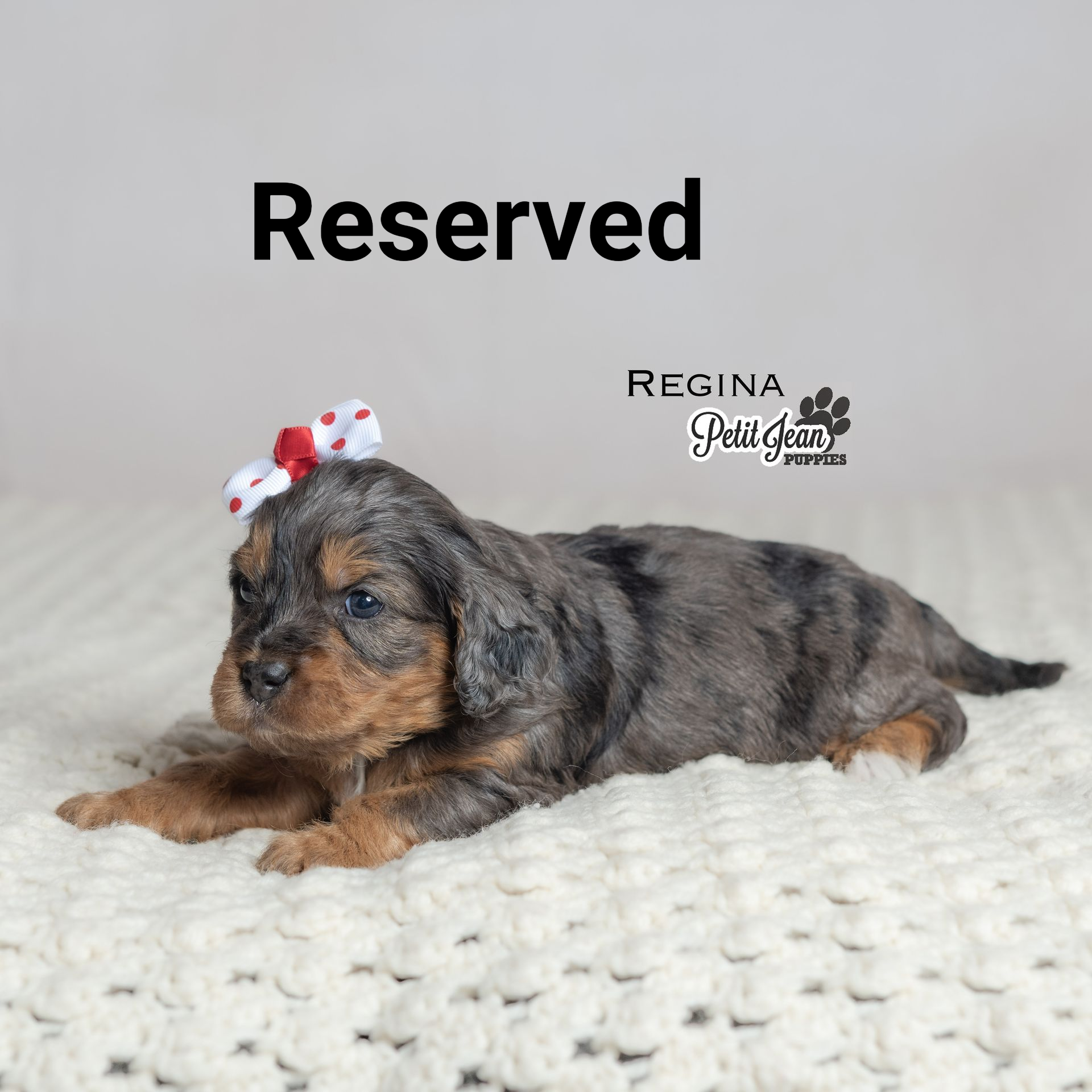 A small, fluffy puppy with a red bow laying on a white blanket. The puppy has a multi-colored coat, brown accents and is looking at the viewer.