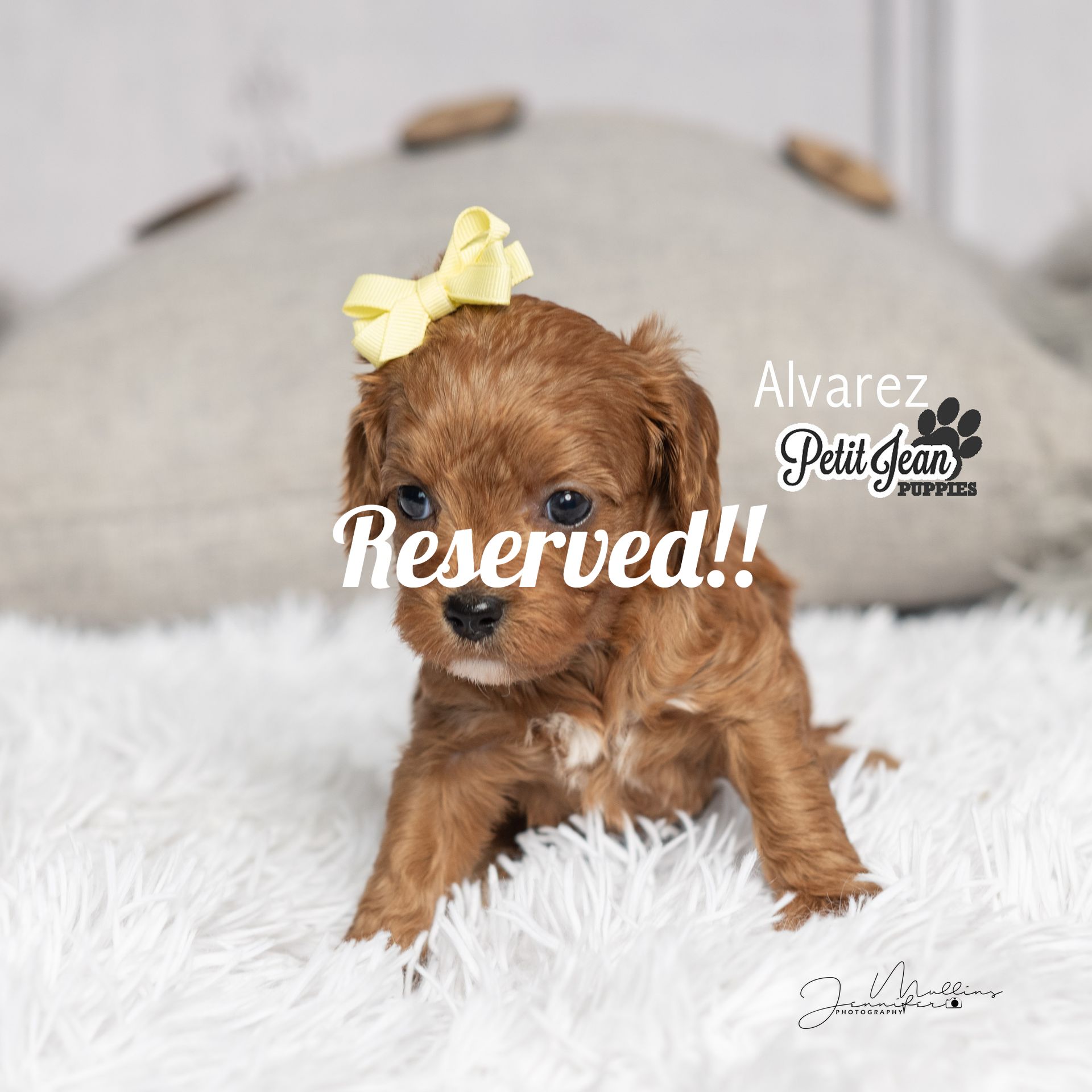 Cavapoo Puppies for Sale | Petit Jean Puppies
