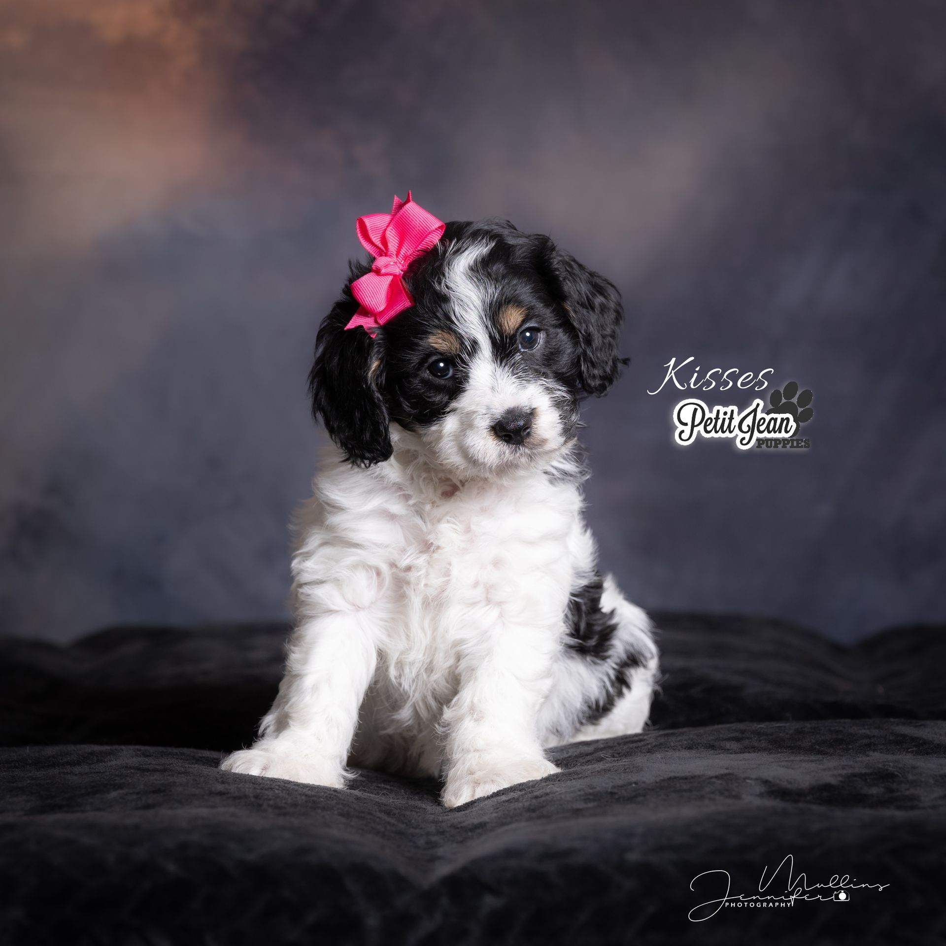 Petit Jean Puppies Goldendoodles, Cavapoos & Cavapoochons