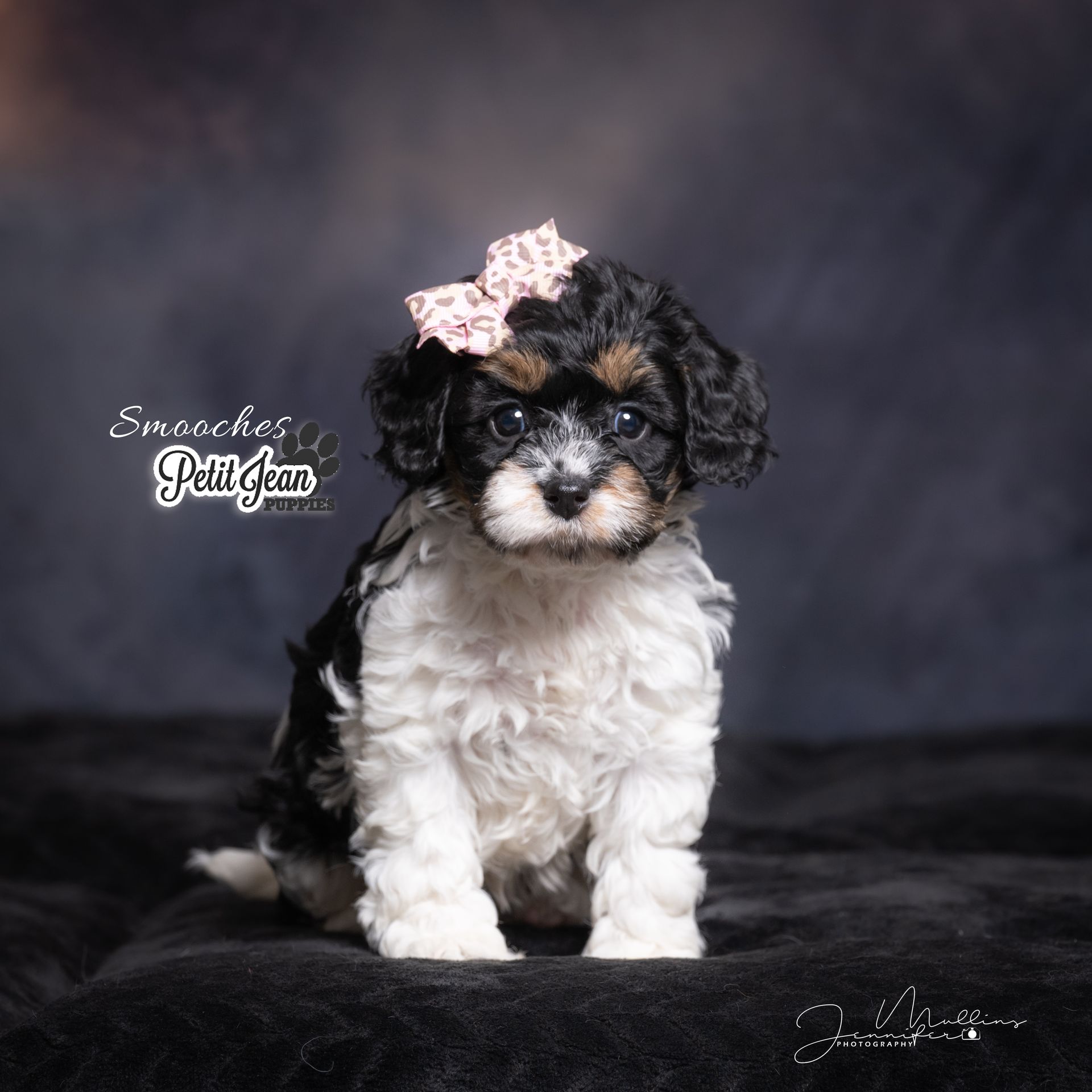 Petit Jean Puppies Goldendoodles, Cavapoos & Cavapoochons