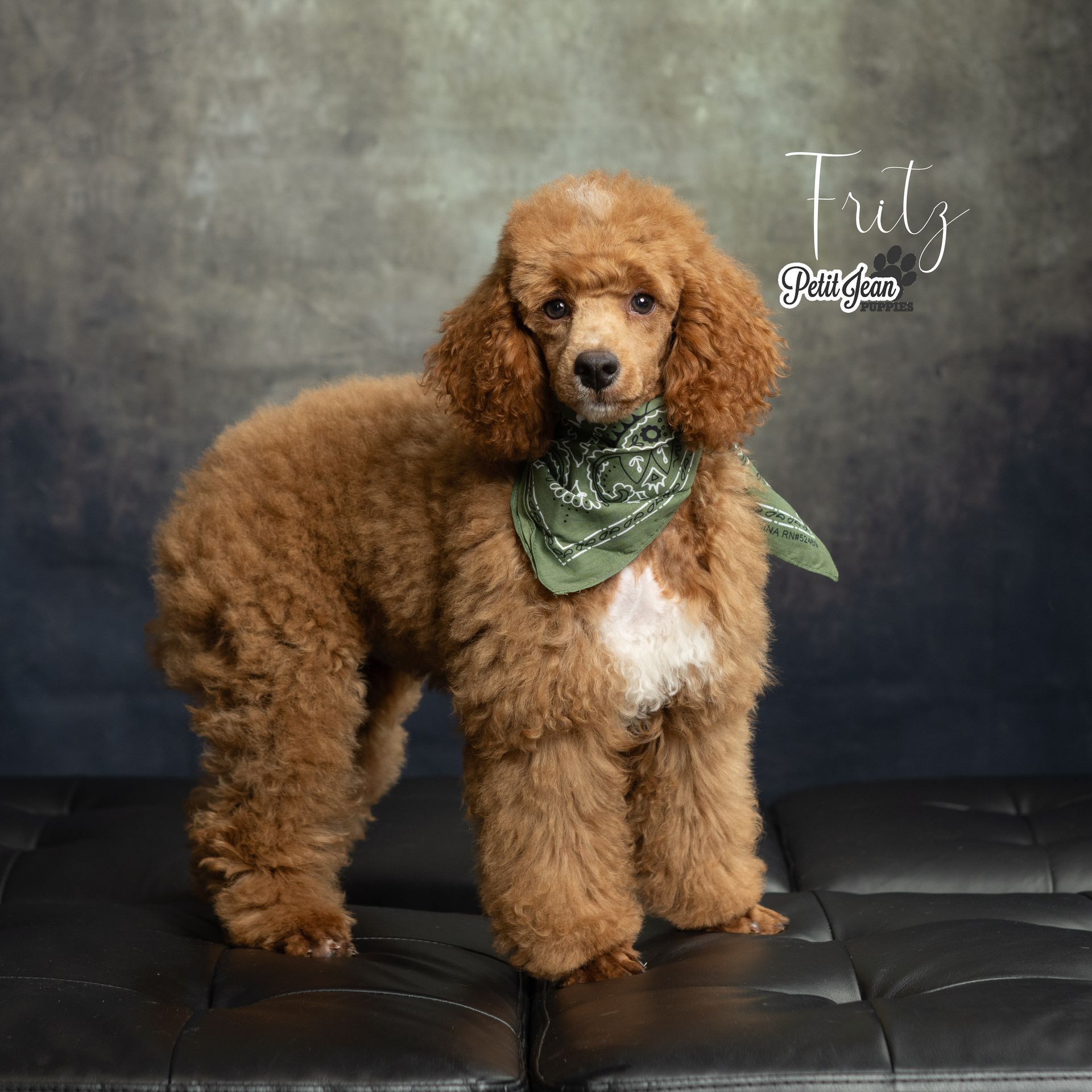 Petit Jean Puppies Goldendoodles, Cavapoos & Cavapoochons