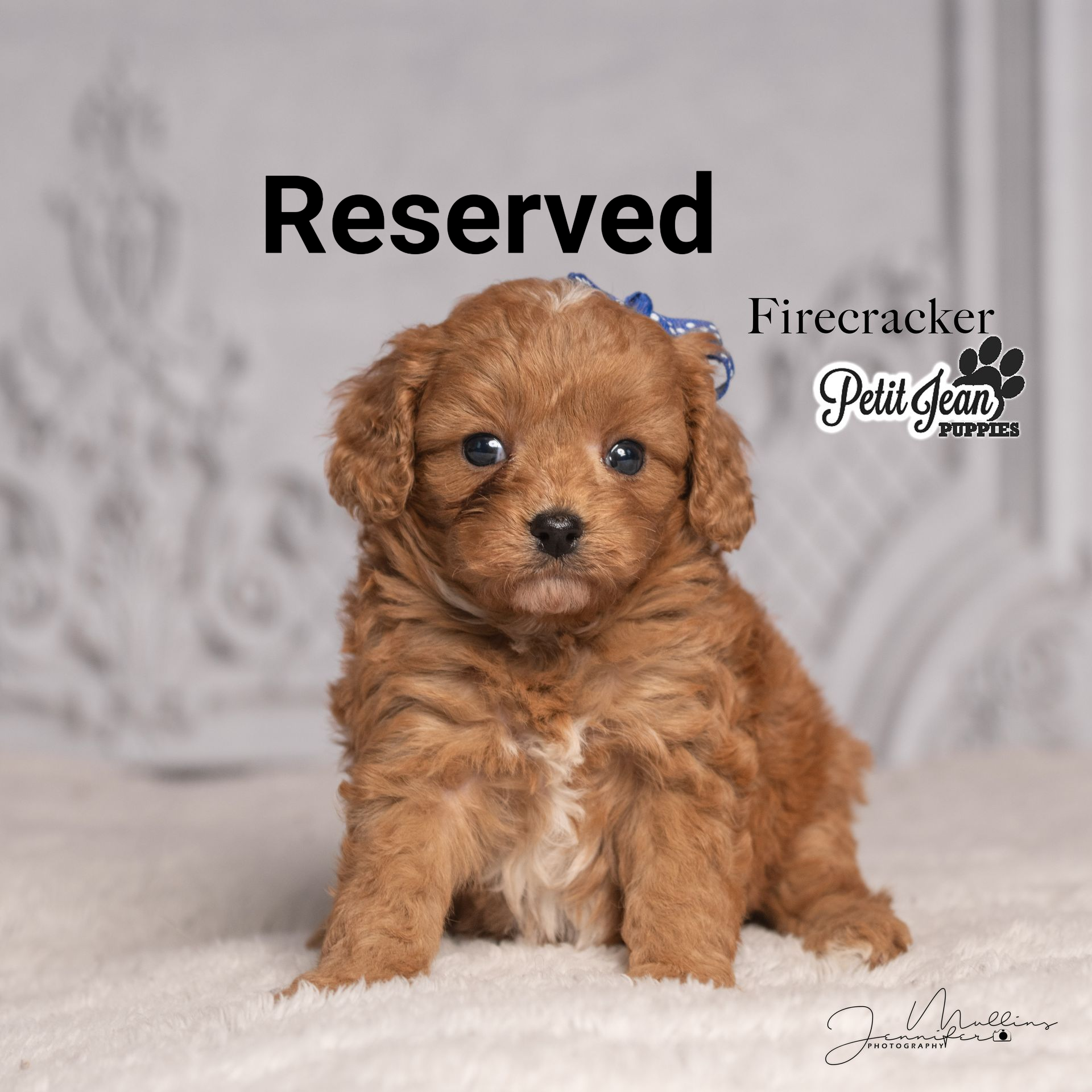 Small fluffy brown puppy sitting on a gray blanket with “Reserved” text above it.