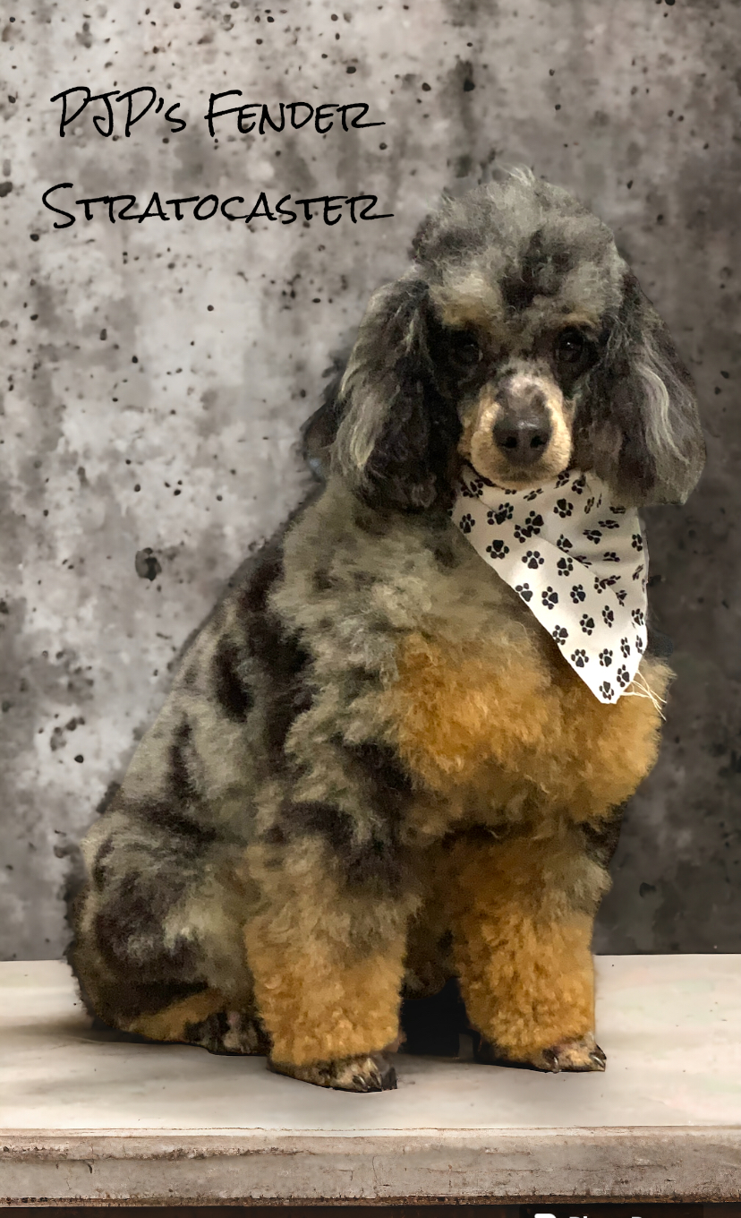 A seated poodle with merle coat, wearing a bandana. Text: 