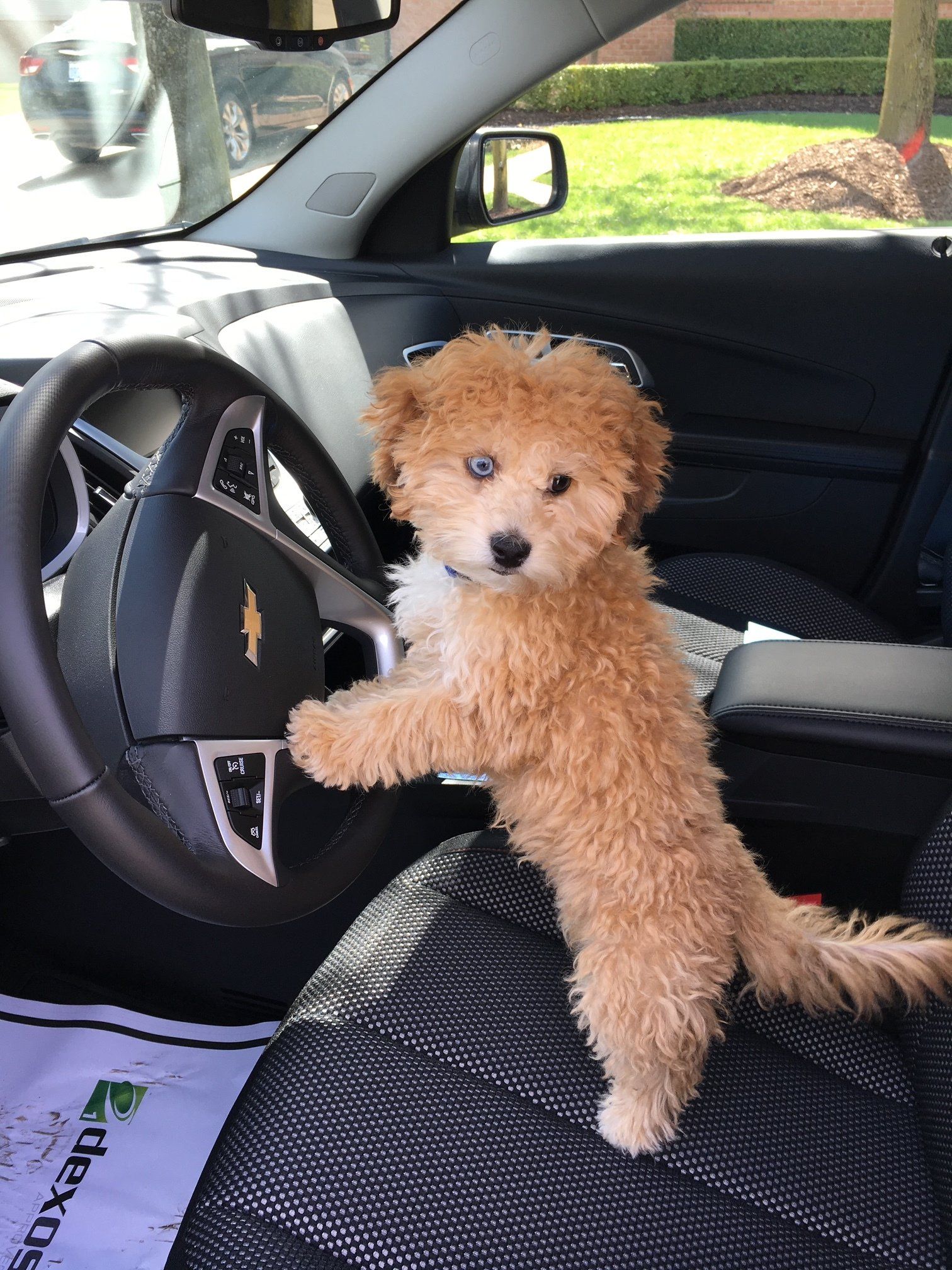 A small dog is sitting in the driver 's seat of a car.