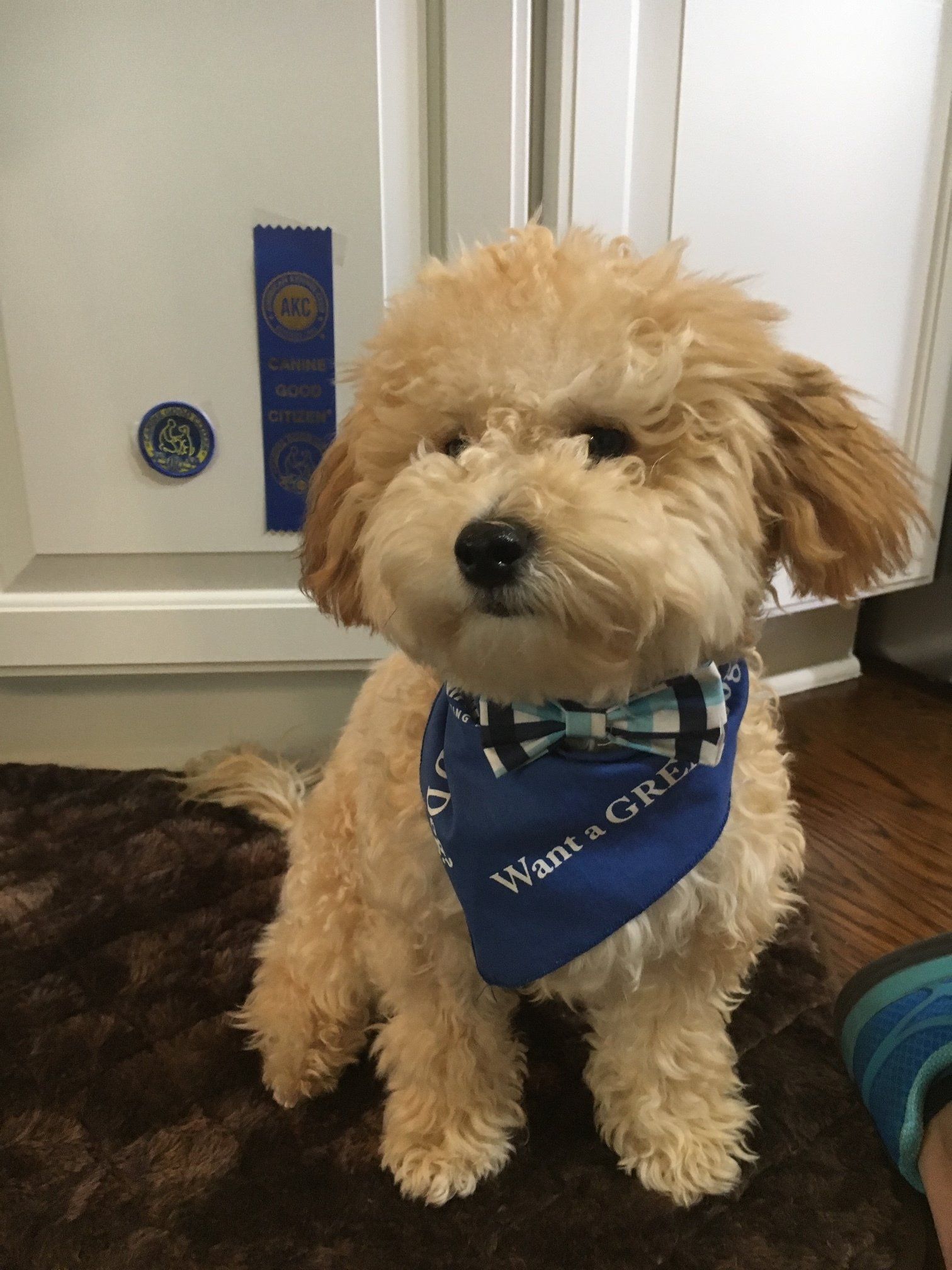 A small dog wearing a blue bandana and a bow tie.