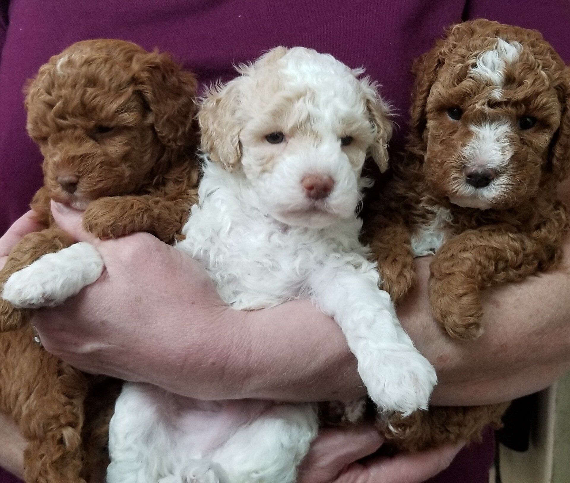 Poodles Petit Jean Puppies