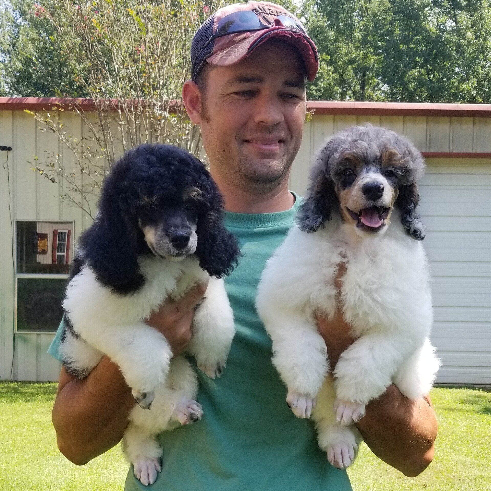 A man is holding two poodle puppies in his arms.