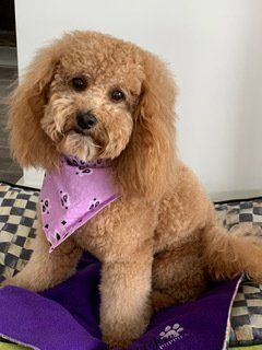 A small brown poodle wearing a purple bandana is sitting on a purple blanket.