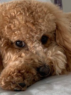 A close up of a brown poodle laying on a bed.
