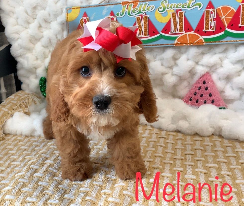 Petit Jean Puppies Goldendoodles, Cavapoos & Cavapoochons