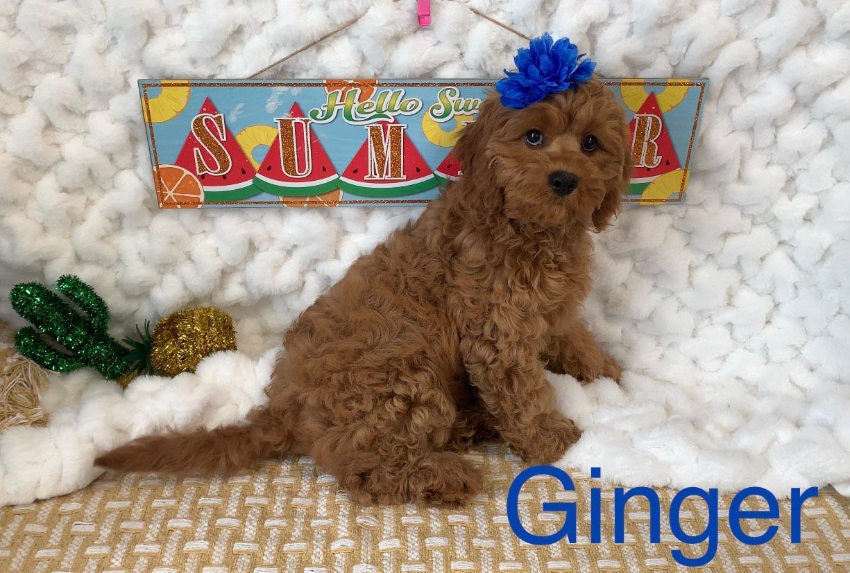 Petit Jean Puppies Goldendoodles, Cavapoos & Cavapoochons