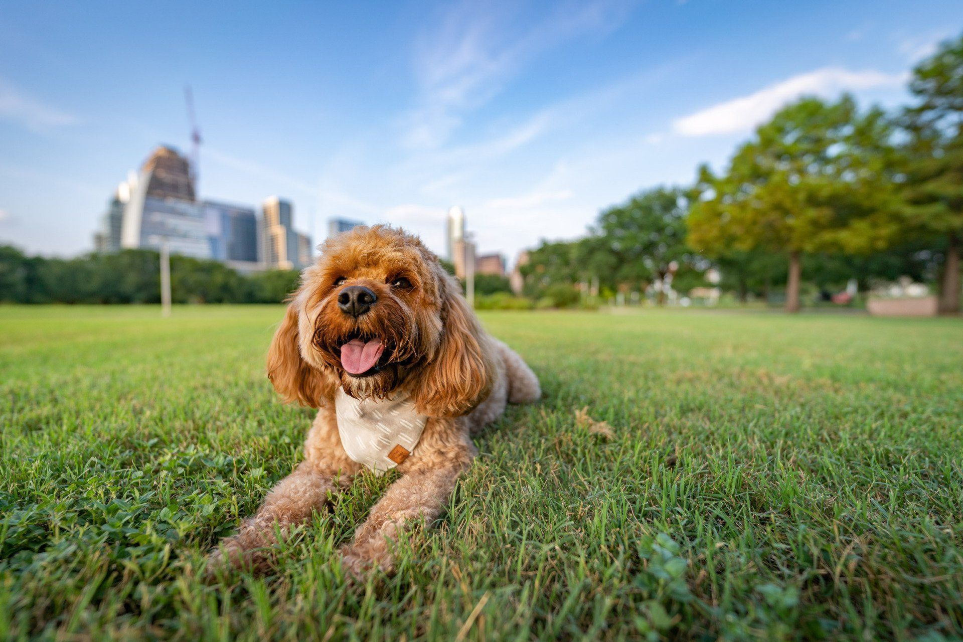 A cocker spaniel is laying in the grass in a park.