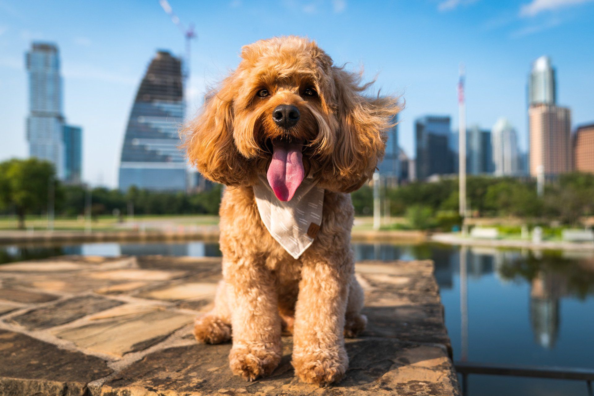 A small brown dog is sitting on a ledge next to a body of water with a city skyline in the background.