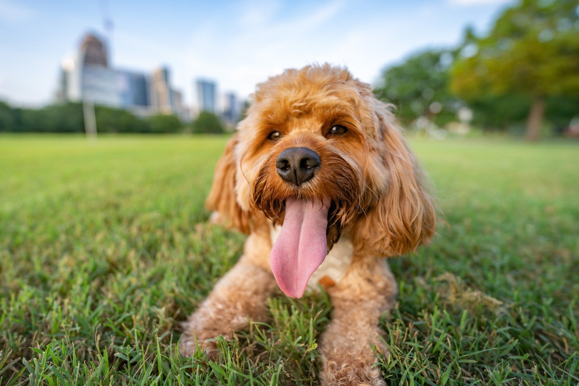 A small brown dog is laying in the grass with its tongue hanging out.