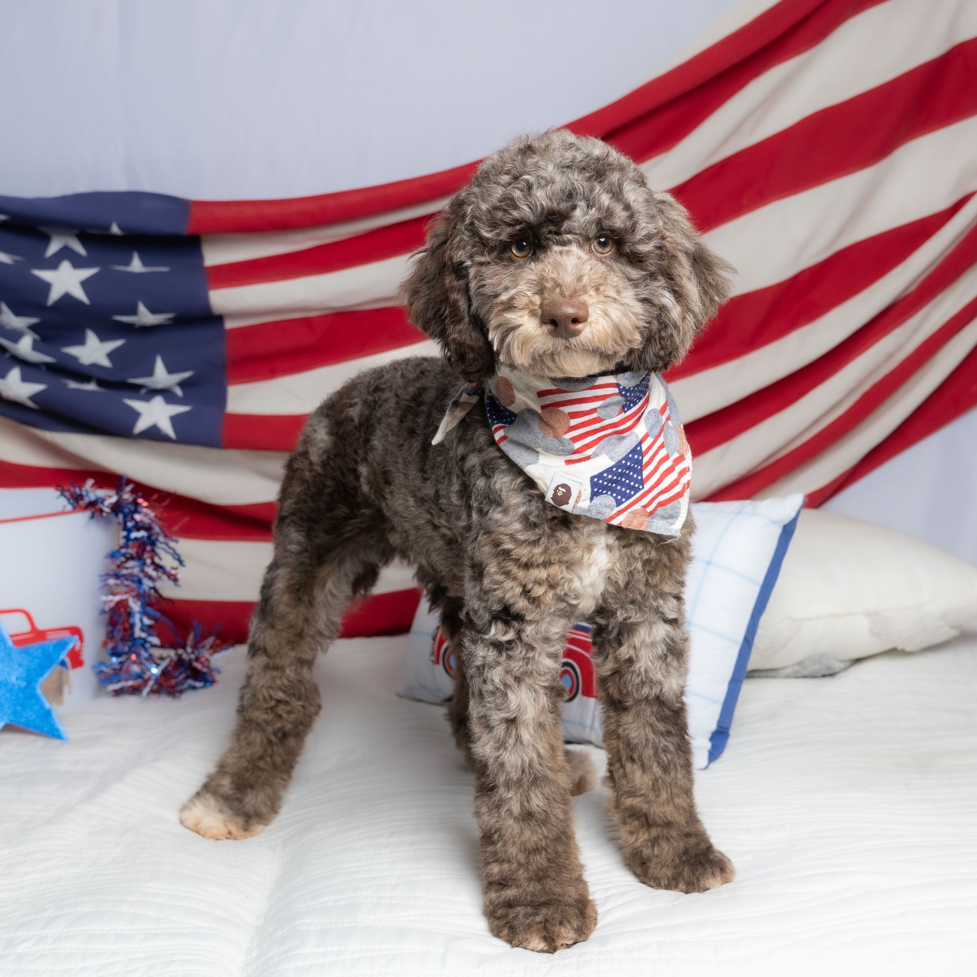 Curly brown dog wearing a patriotic bandana in front of a U.S. flag backdrop