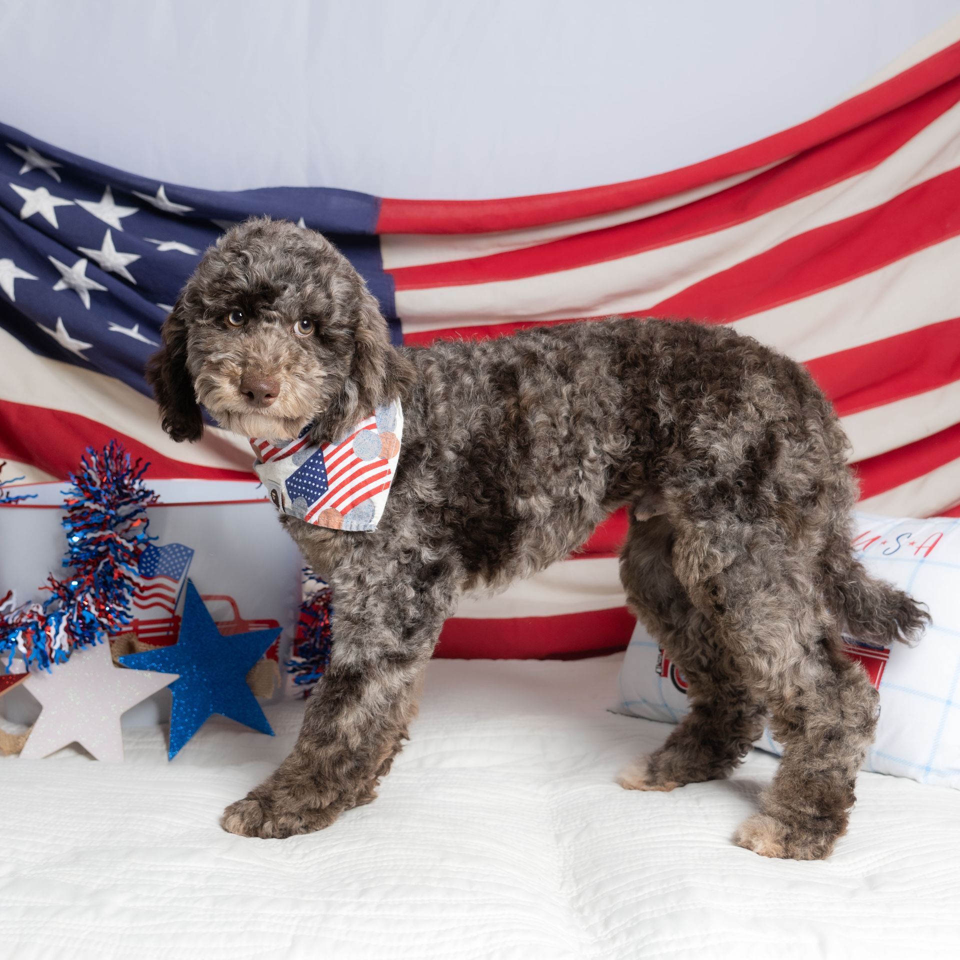 Curly gray dog wearing a patriotic bow tie, posed before a draped American flag with red, white, and blue decor