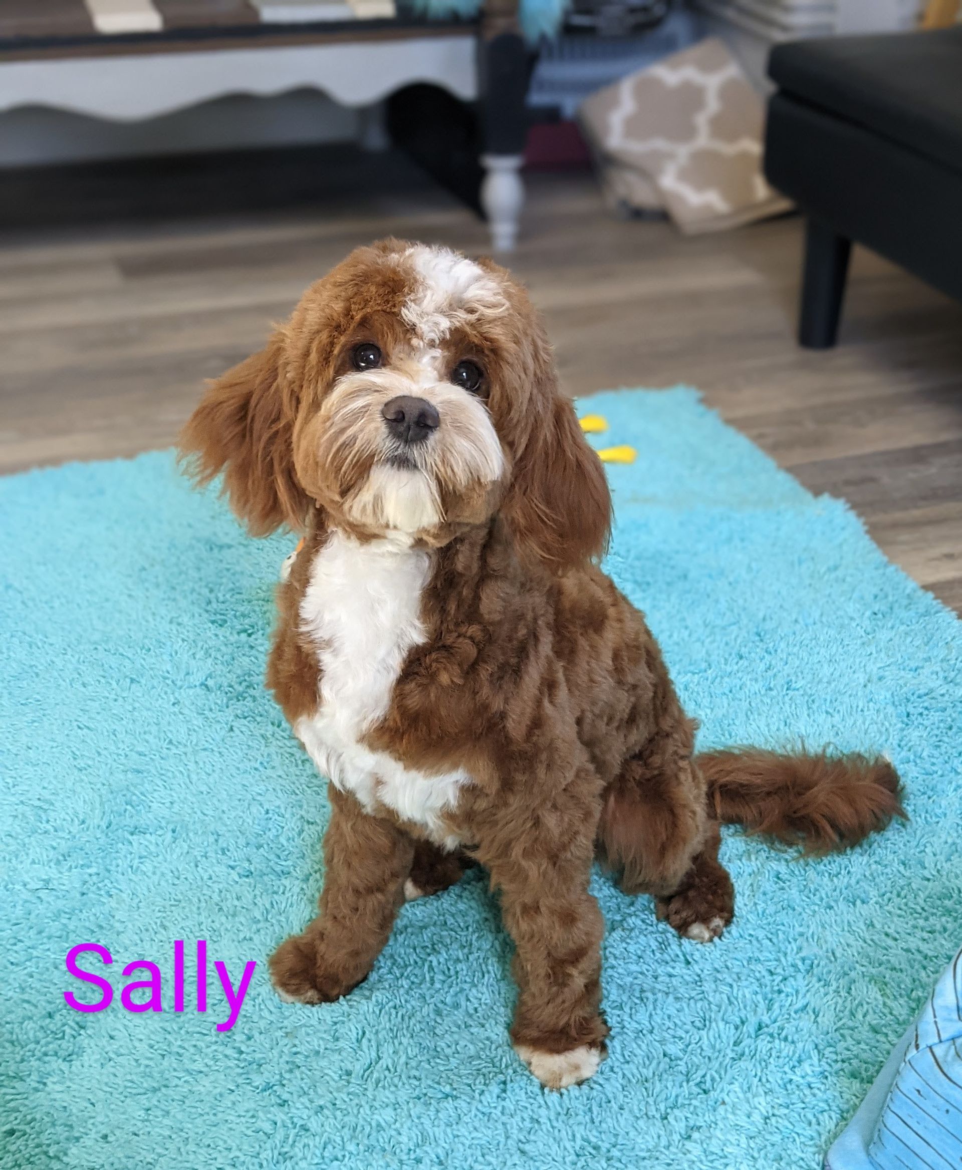 Petit Jean Puppies Goldendoodles, Cavapoos & Cavapoochons