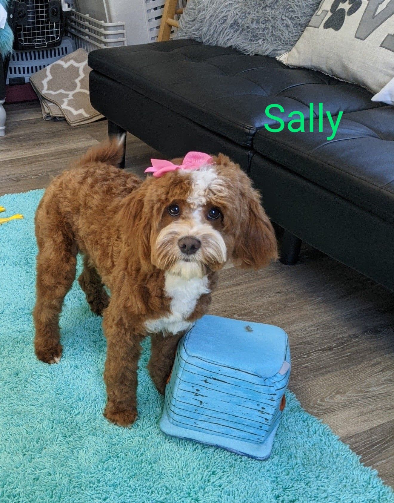 Petit Jean Puppies Goldendoodles, Cavapoos & Cavapoochons