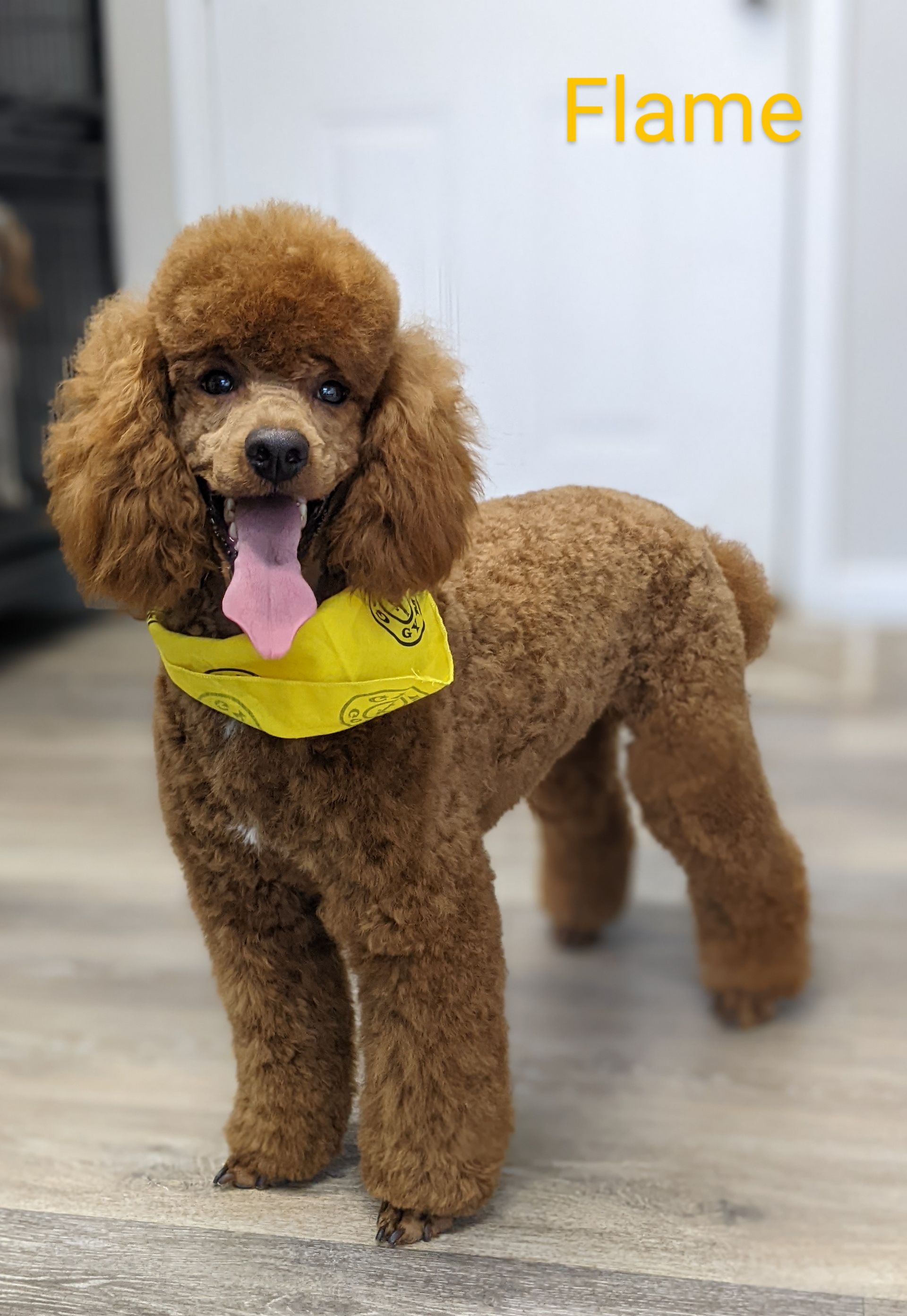 Petit Jean Puppies Goldendoodles, Cavapoos & Cavapoochons