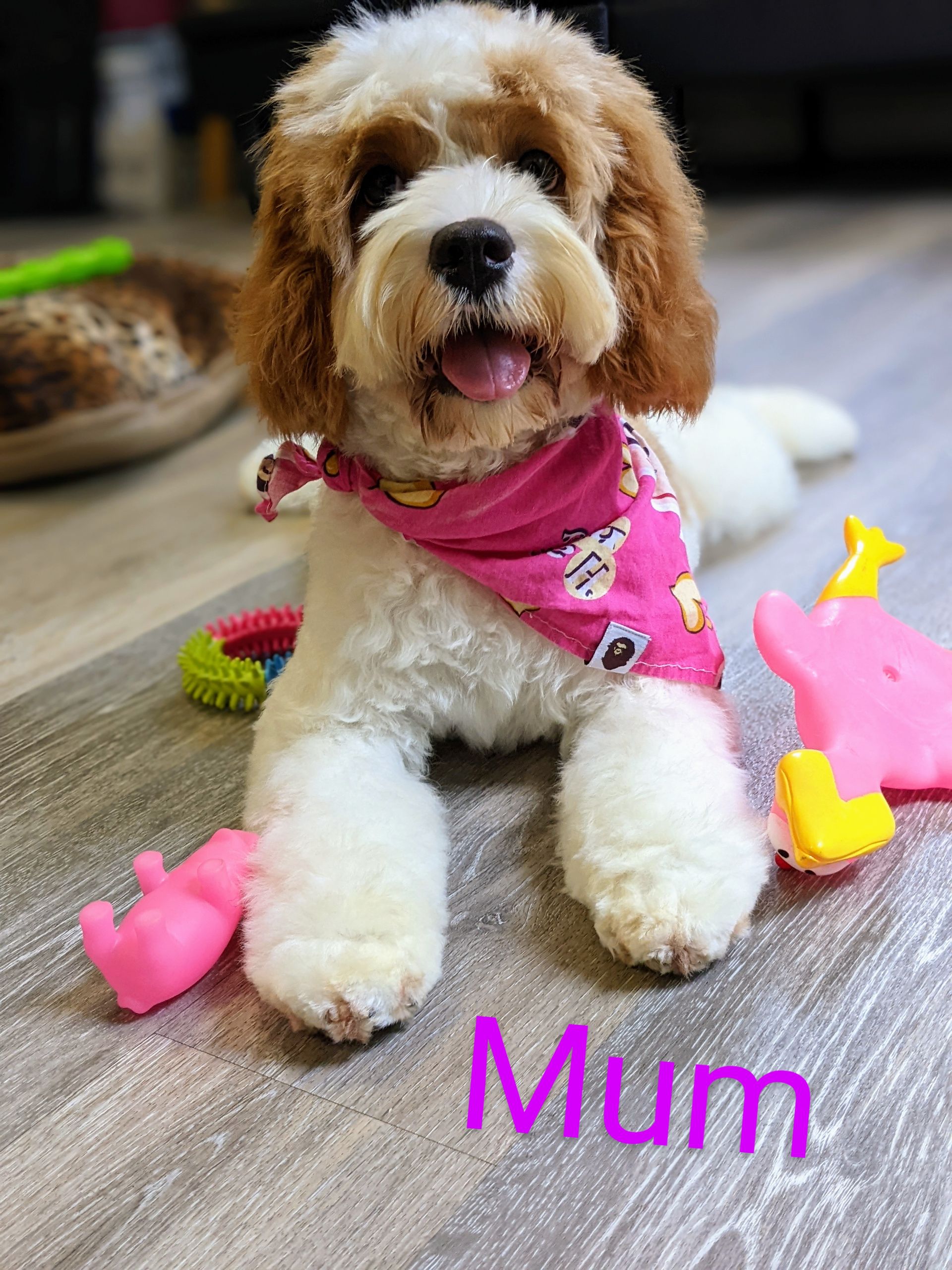 Petit Jean Puppies Goldendoodles, Cavapoos & Cavapoochons