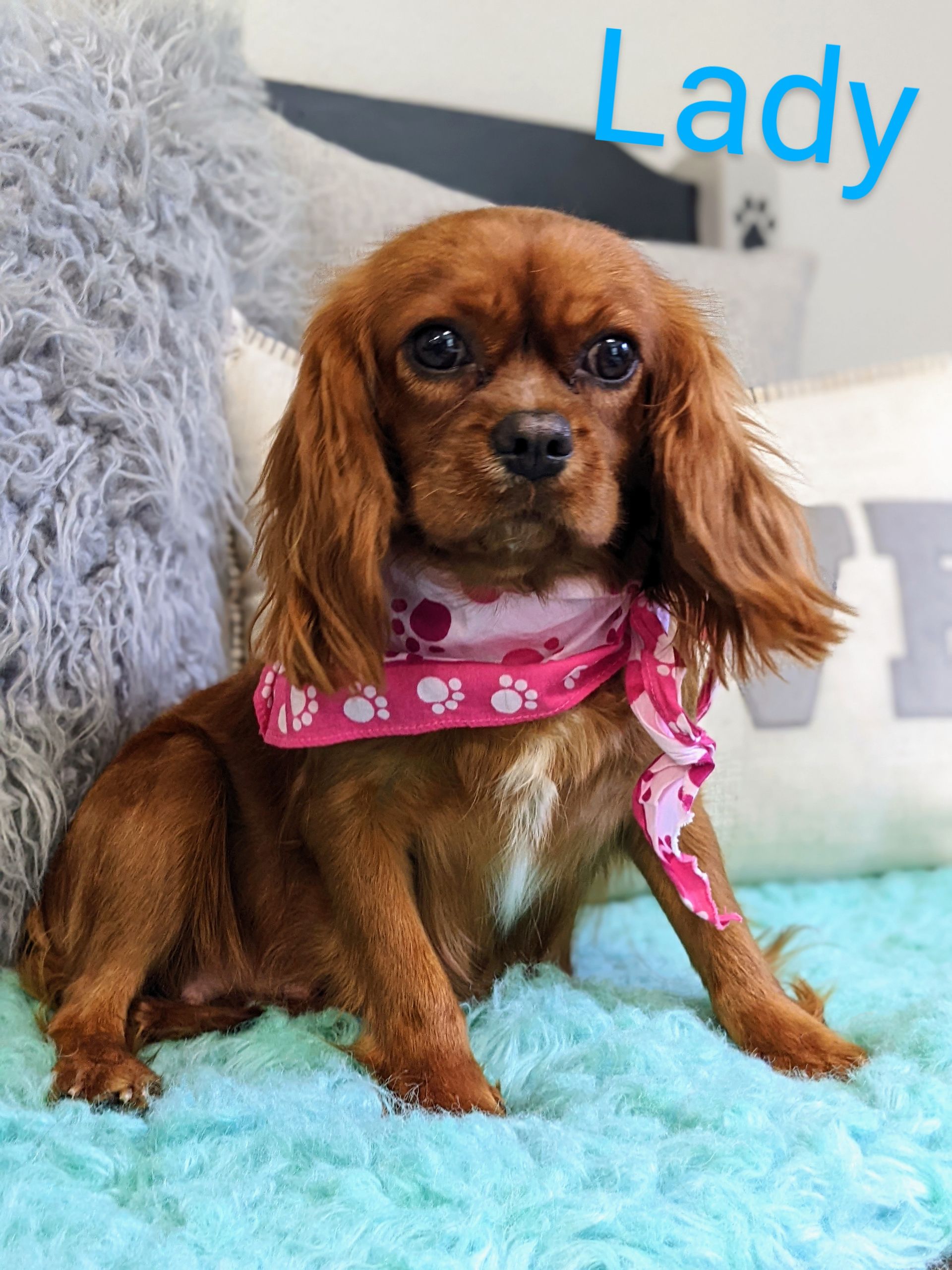 Petit Jean Puppies Goldendoodles, Cavapoos & Cavapoochons