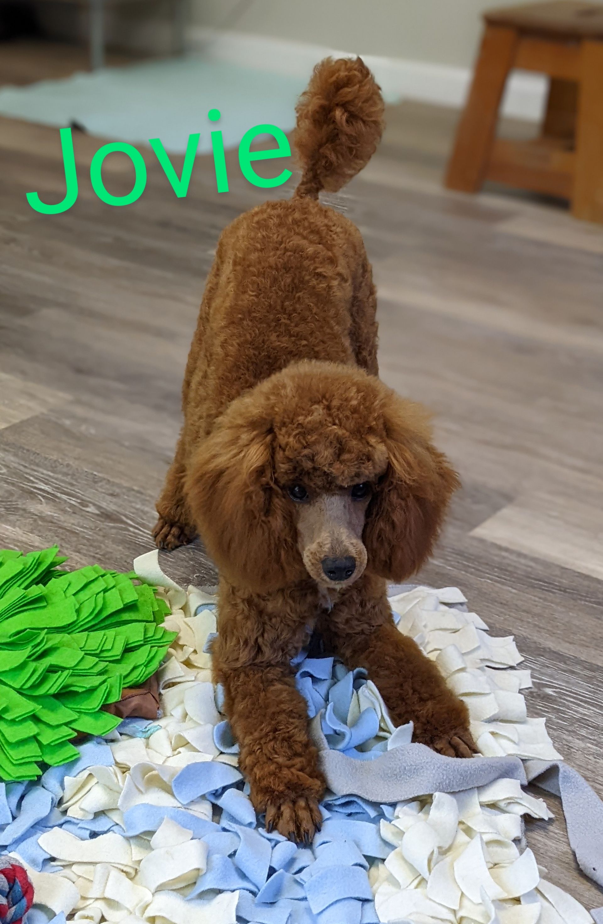 Brown poodle standing on a shredded paper mat, with “Jovie” text in the top left.