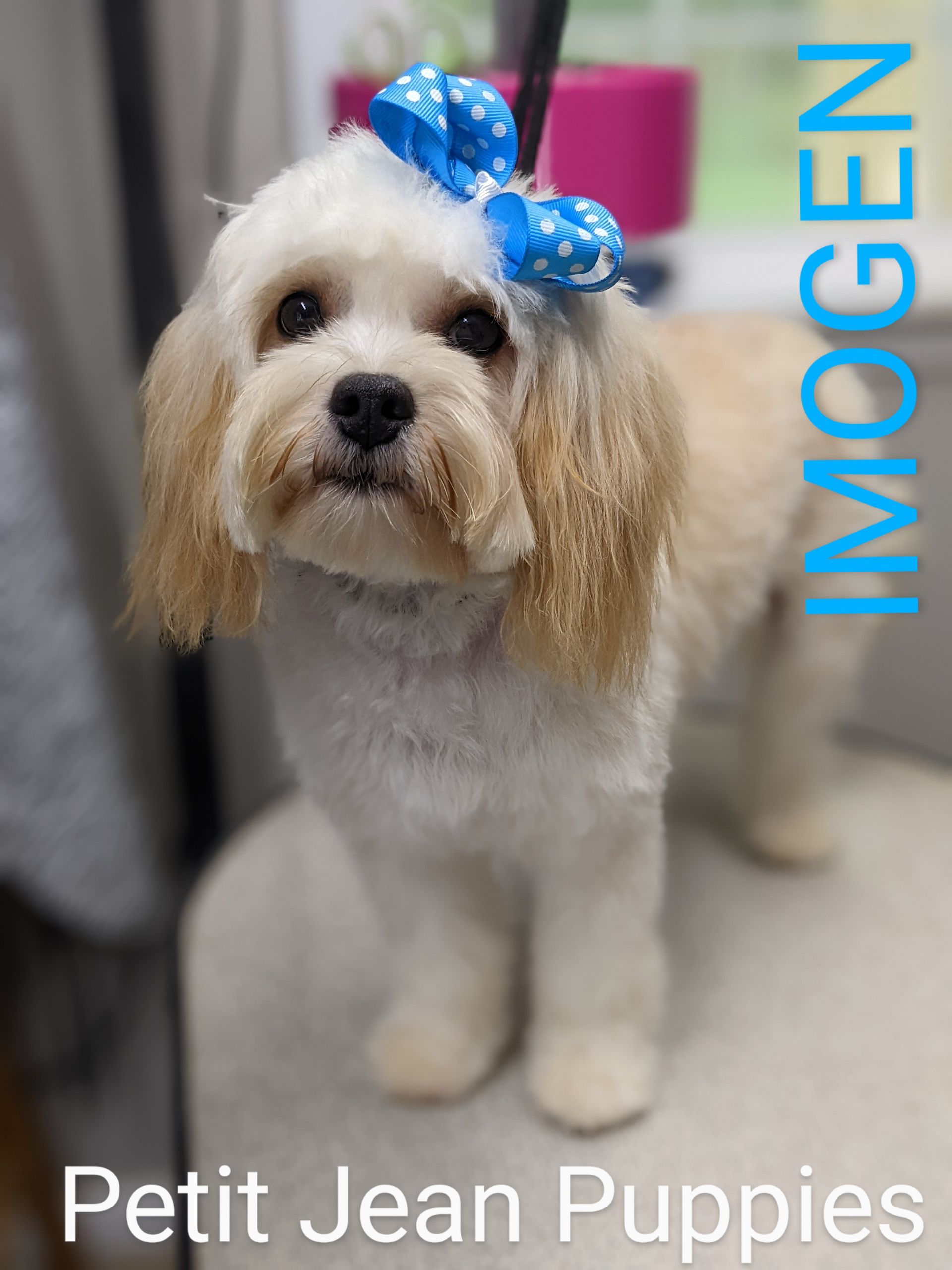 Petit Jean Puppies Goldendoodles, Cavapoos & Cavapoochons